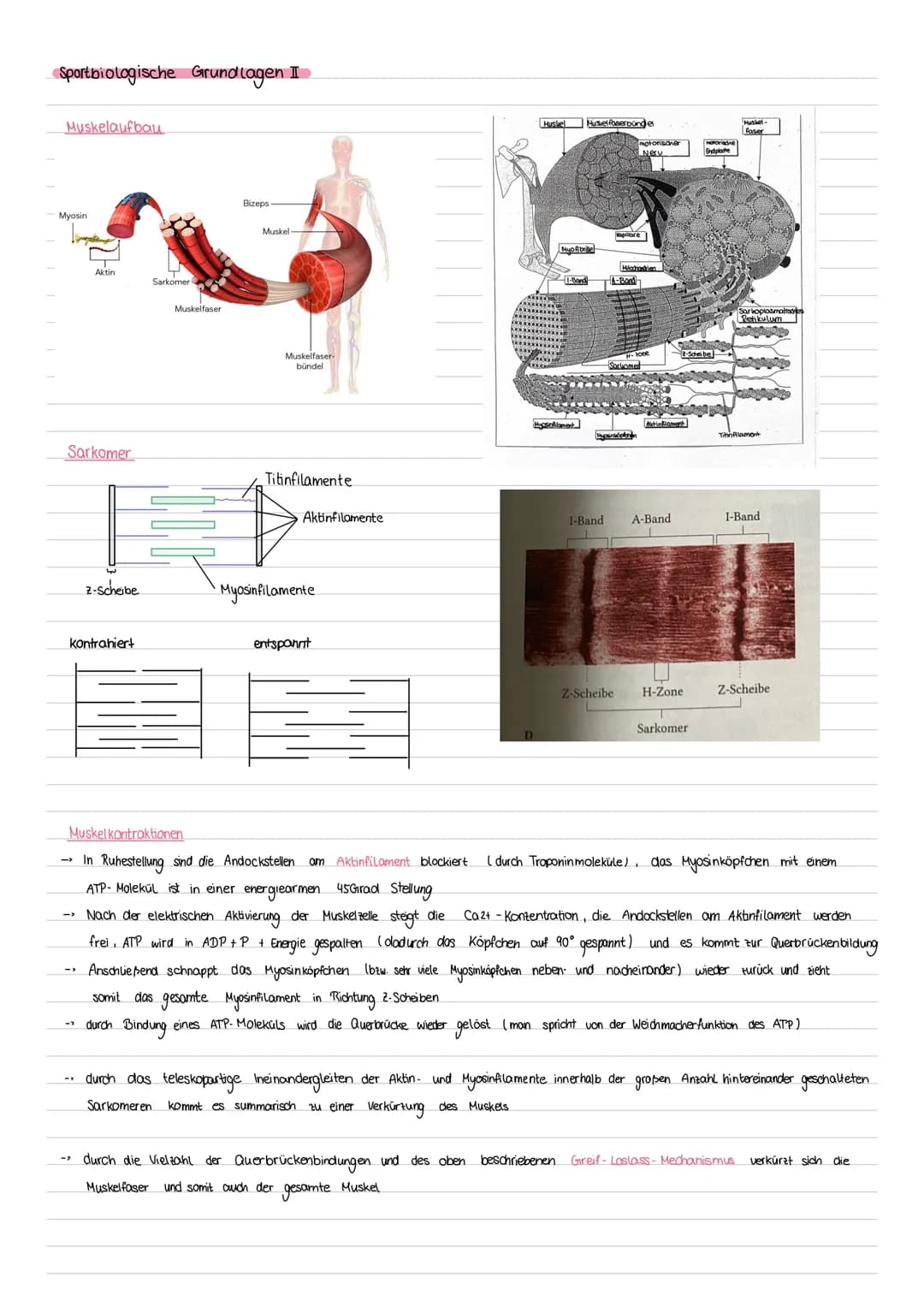 # Sport Klausur Nr.2 Q2
-Hauptmuskelgruppen der Skelettmuskulatur
- Sportbiologische Grundlagen II (Muskelaufbau, Greif-Loslass-Mechanismus