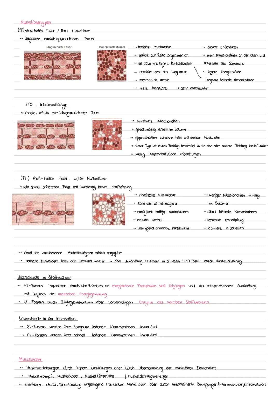 # Sport Klausur Nr.2 Q2
-Hauptmuskelgruppen der Skelettmuskulatur
- Sportbiologische Grundlagen II (Muskelaufbau, Greif-Loslass-Mechanismus
