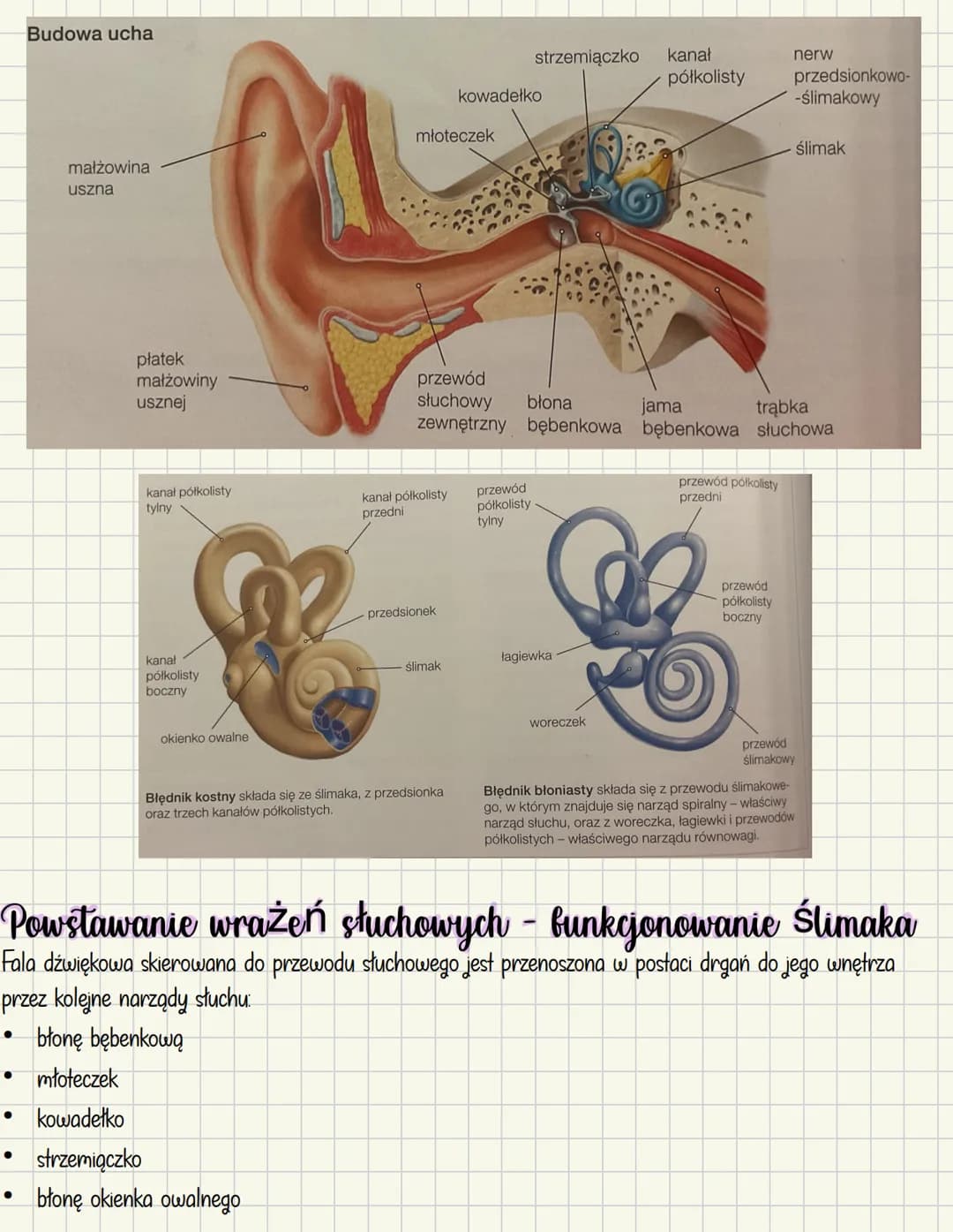 # Ucho - narząd słuchu i równowagi
Mechanoreceptory
* Odpowiedzialne za słuch
* odbierają bodźce mechaniczne w postaci
dr