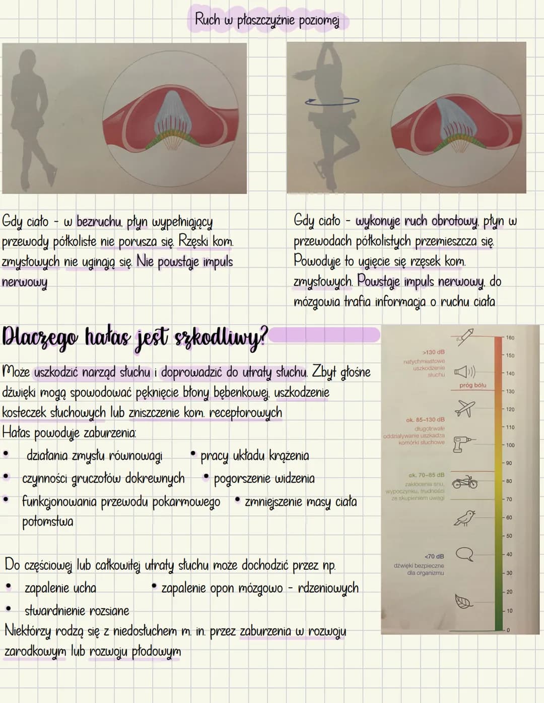 # Ucho - narząd słuchu i równowagi
Mechanoreceptory
* Odpowiedzialne za słuch
* odbierają bodźce mechaniczne w postaci
dr