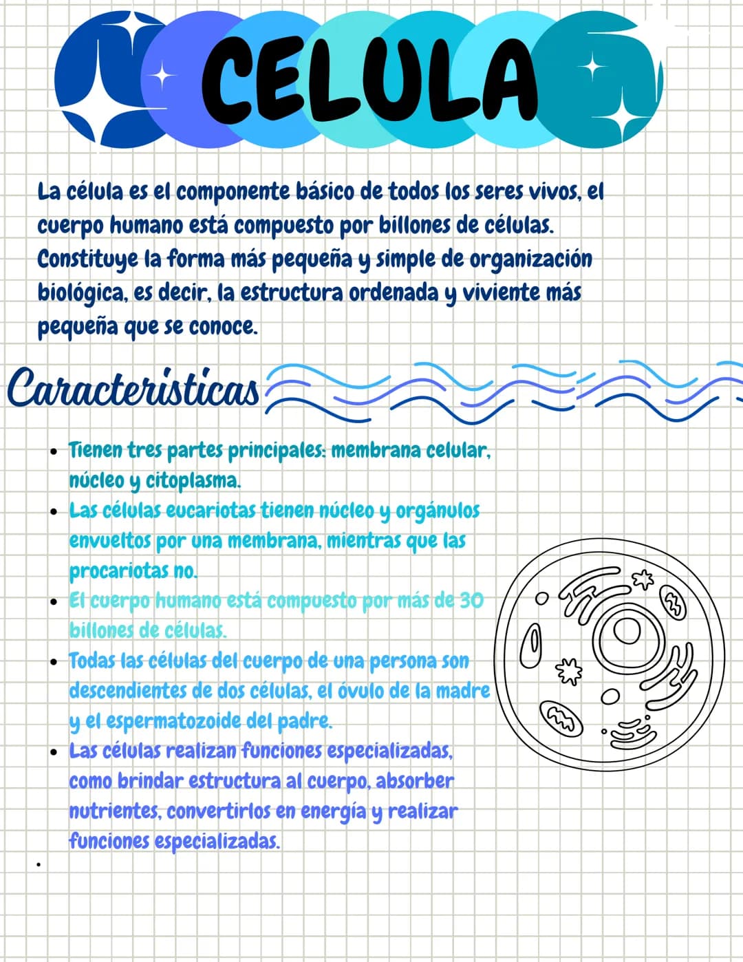 # CELULA
La célula es el componente básico de todos los seres vivos, el
cuerpo humano está compuesto por billones de células.
Constituye la