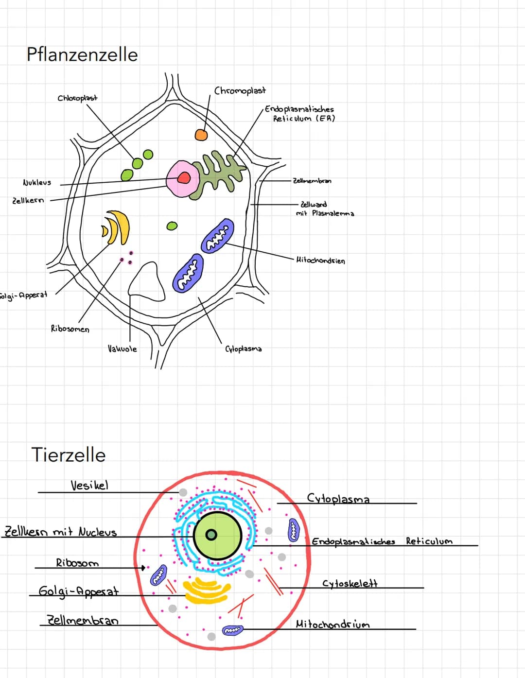 # Pflanzenzelle
Chromoplast
Chloroplast
Endoplasmatisches
Reticulum (ER)
Nukleus
Zellkern
Zellmembran
Zellwand
mit Plasmalemma
Golgi-