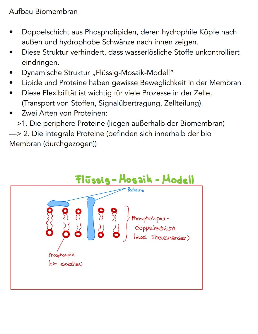 # Pflanzenzelle
Chromoplast
Chloroplast
Endoplasmatisches
Reticulum (ER)
Nukleus
Zellkern
Zellmembran
Zellwand
mit Plasmalemma
Golgi-
