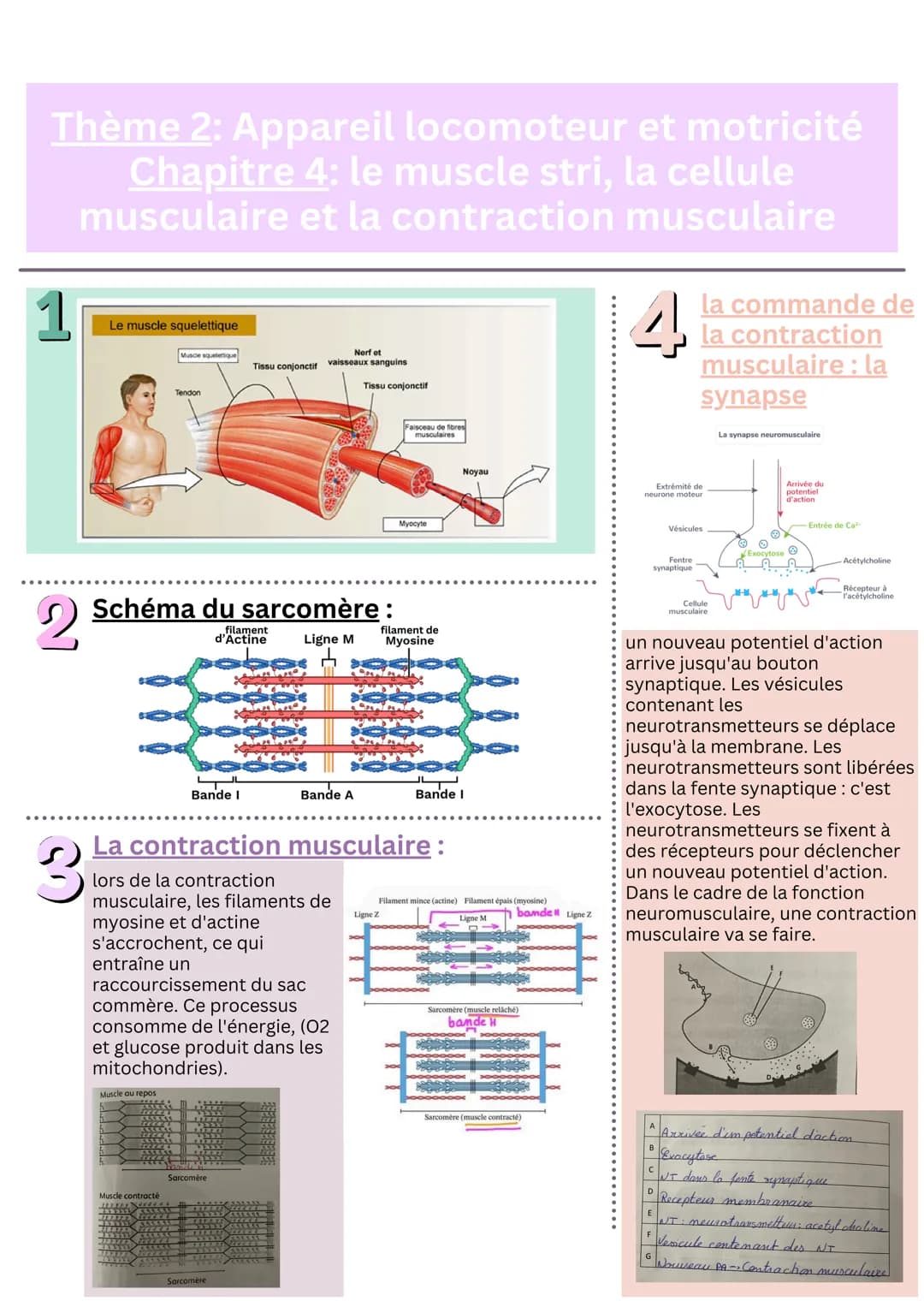 Thème 2: Appareil locomoteur et motricité
Chapitre 4: le muscle stri, la cellule
musculaire et la contraction musculaire
1
Le muscle squele