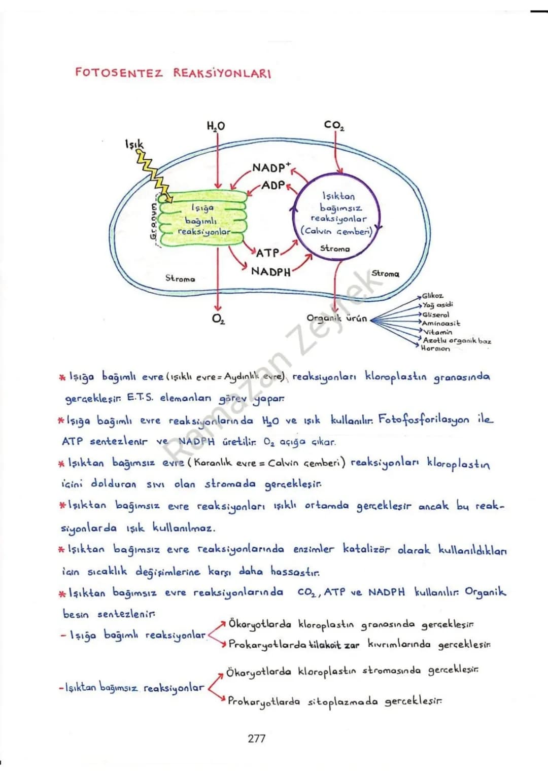 # FOTOSENTEZ
* Inorganik maddelerden (CO₂, H₂O yada H₂S) ışık enerjisi kullanılarak organik besin
(Glikoz, Yağ asidi, Gliserol, Aminoasit,