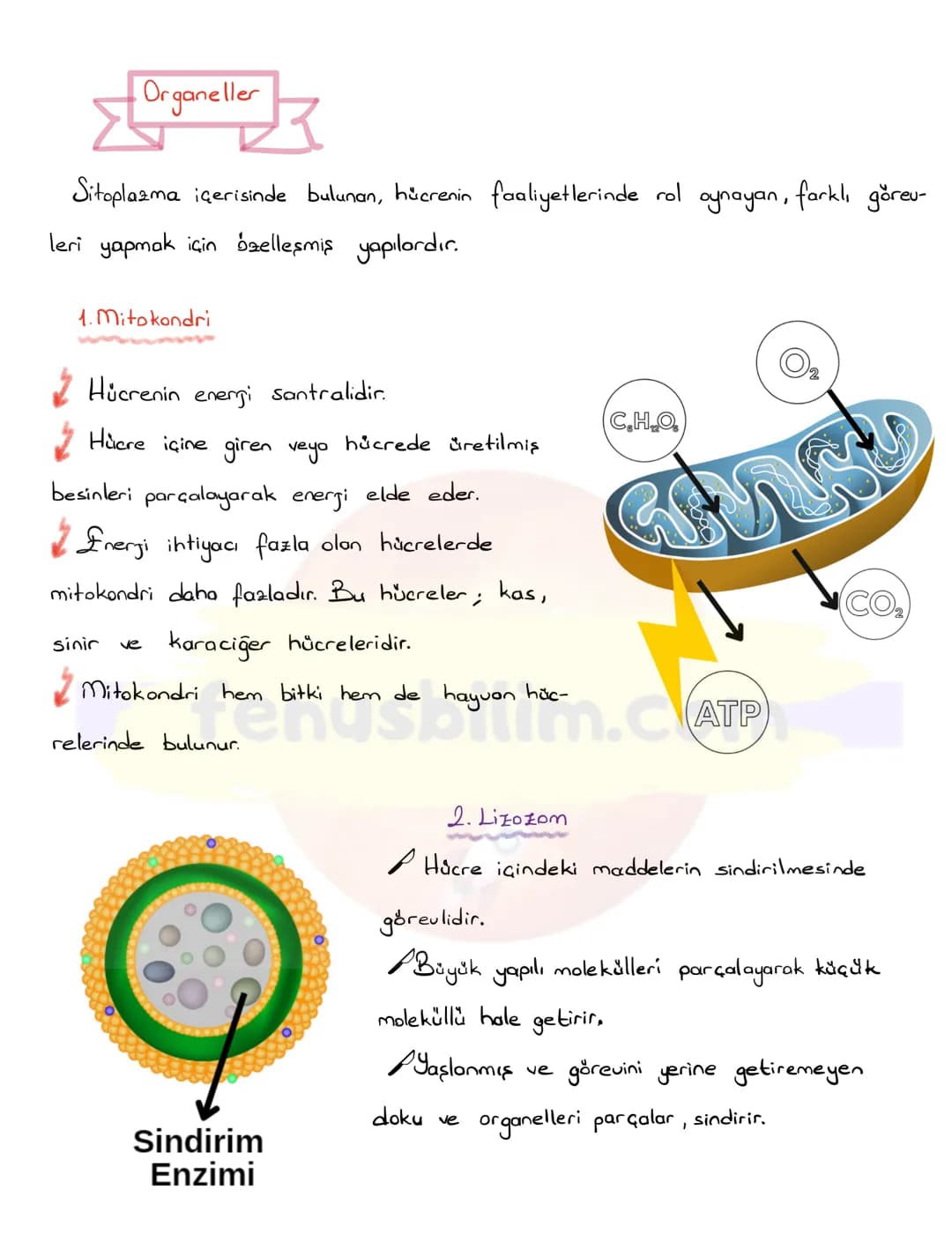 HÜCRE
✔Canlıların, canlılık özelliği gösteren en küçük yapı ve görev birimine hücre
denir.
✔ Hücreler çok küçük yapılı olduklarından dolay