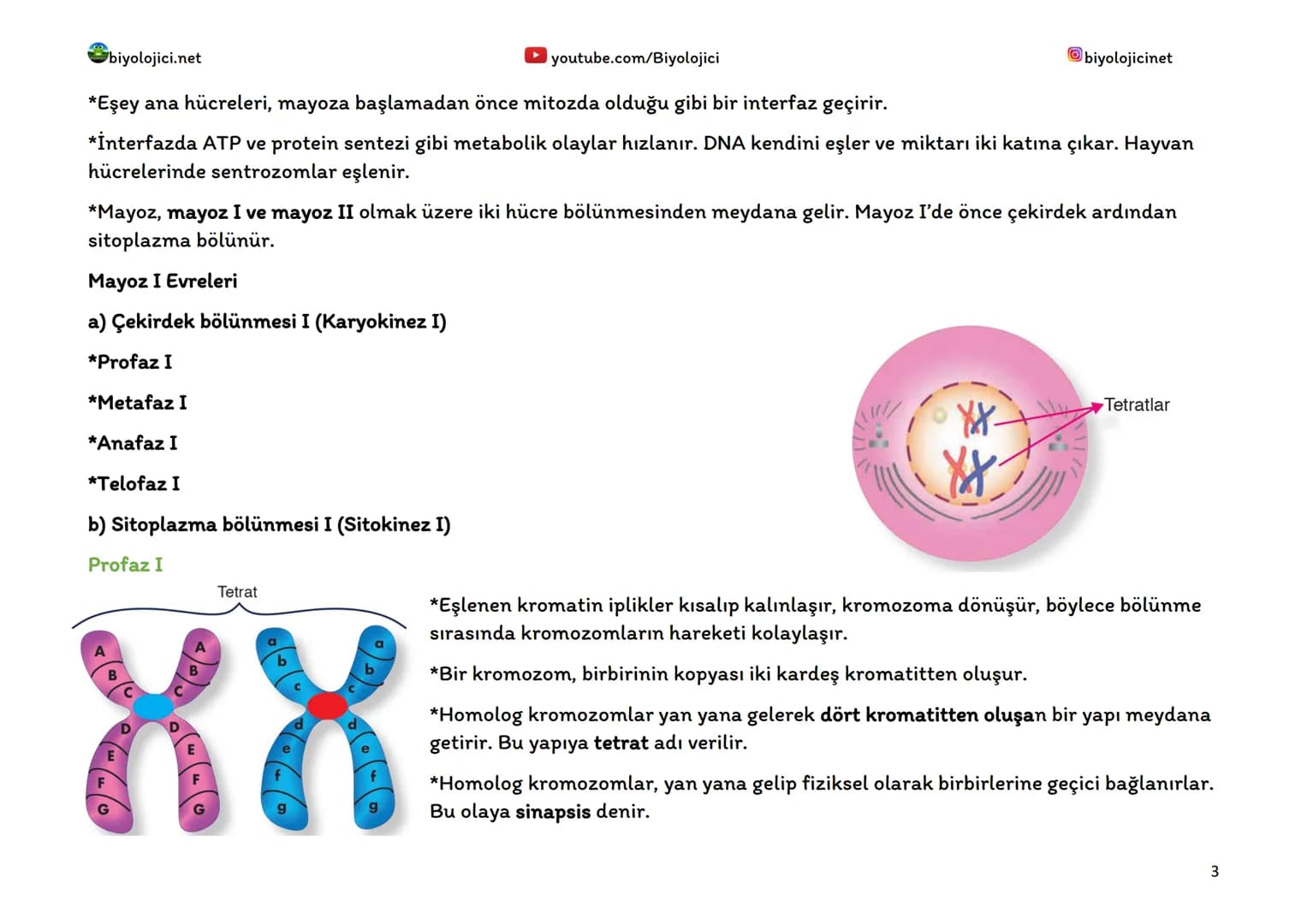 biyolojici.net
MAYOZ BÖLÜNME
youtube.com/Biyolojici
biyolojicinet
*Mayoz, canlıların üreme organlarındaki eşey ana hücrelerinde (üreme a