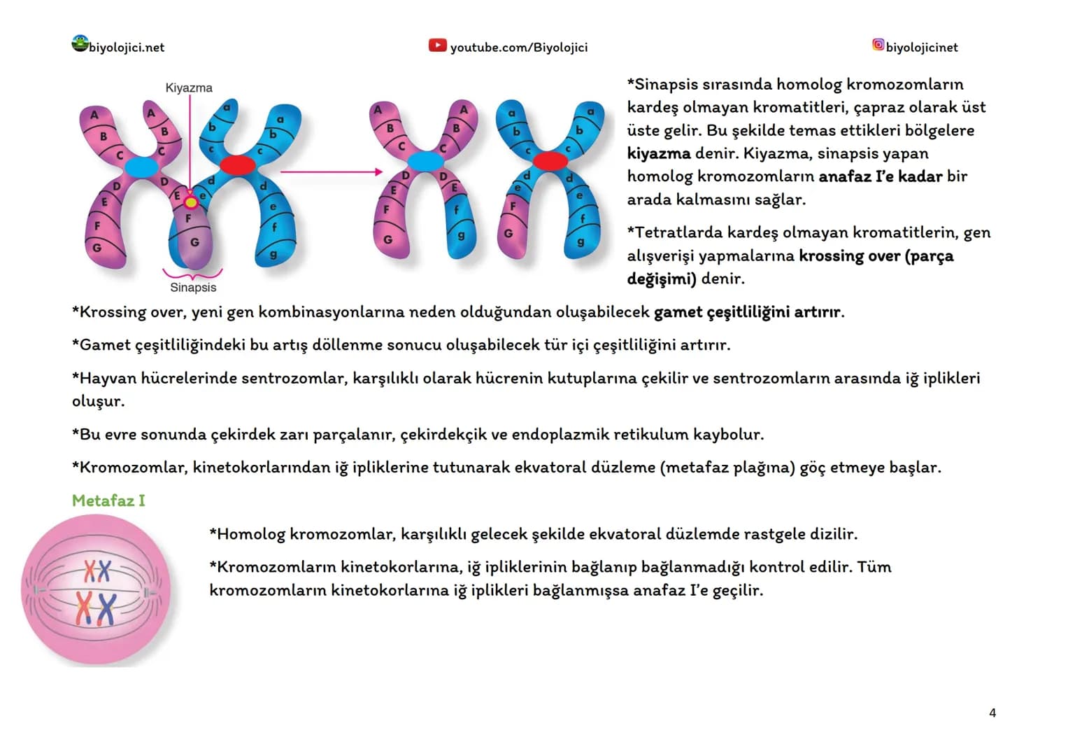 biyolojici.net
MAYOZ BÖLÜNME
youtube.com/Biyolojici
biyolojicinet
*Mayoz, canlıların üreme organlarındaki eşey ana hücrelerinde (üreme a