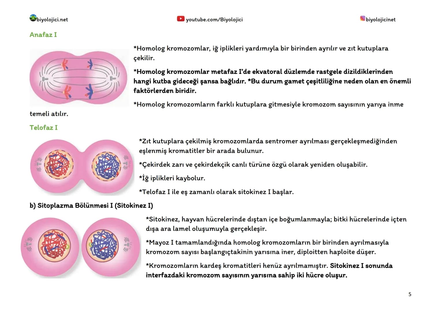 biyolojici.net
MAYOZ BÖLÜNME
youtube.com/Biyolojici
biyolojicinet
*Mayoz, canlıların üreme organlarındaki eşey ana hücrelerinde (üreme a