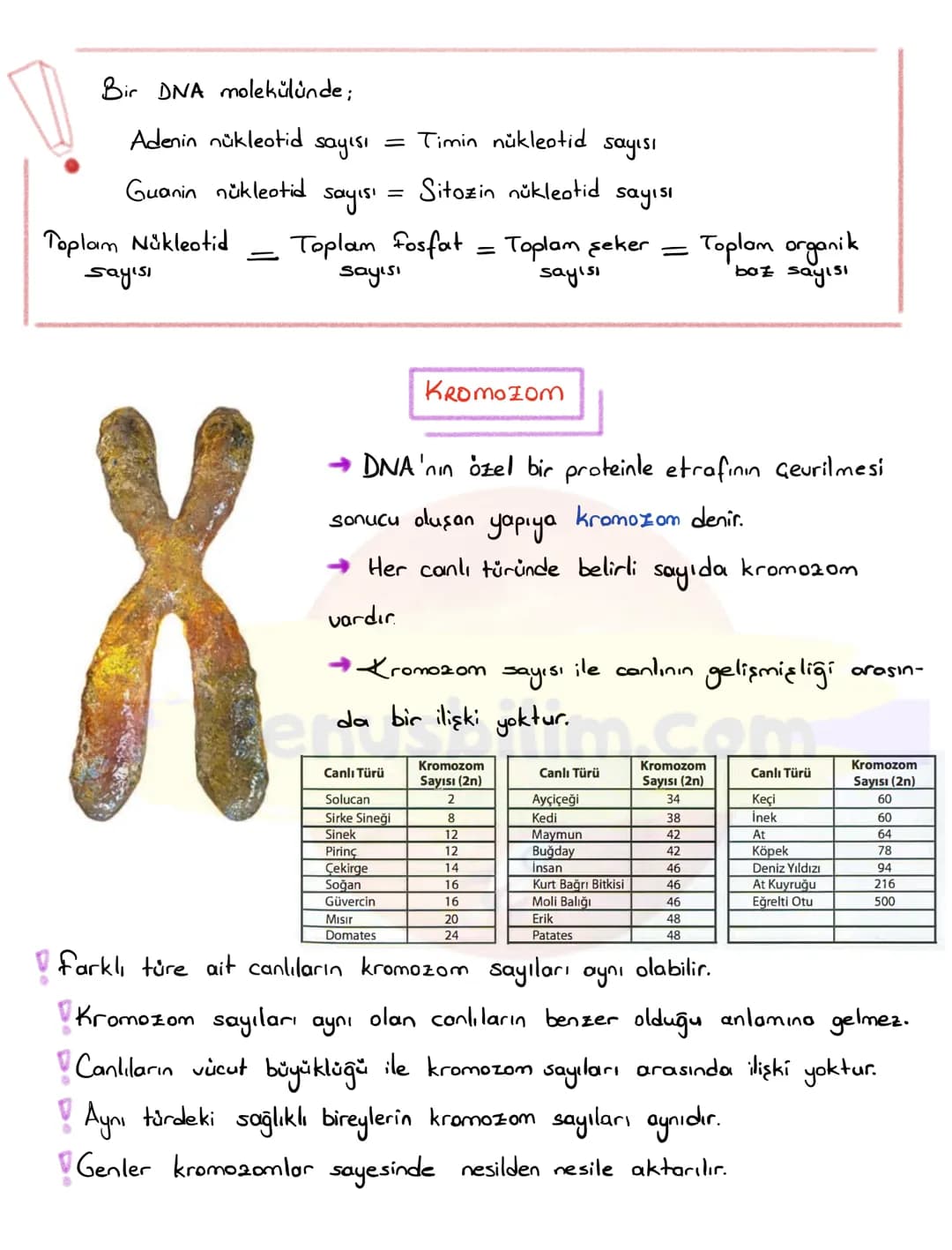DNA
DNA VE GENETIK KOD
Nükleotid
Gen
DNA
Kromozom
Hücre
Çekirdek
Canlıların kalitsal özelliklerinin nesilden nesile
aktarılmasını sa