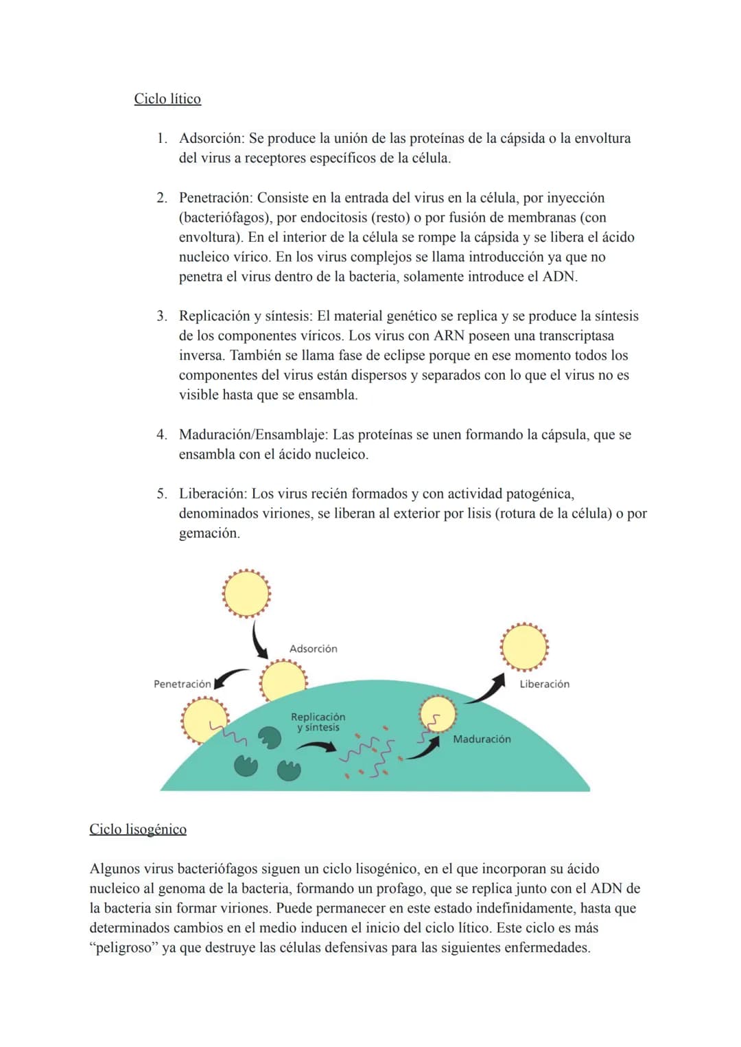 # TEMA 7 MICROORGANISMOS Y
# FORMAS ACELULARES
1. Microorganismos: concepto y diversidad
El término microorganismo hace referencia a un gr