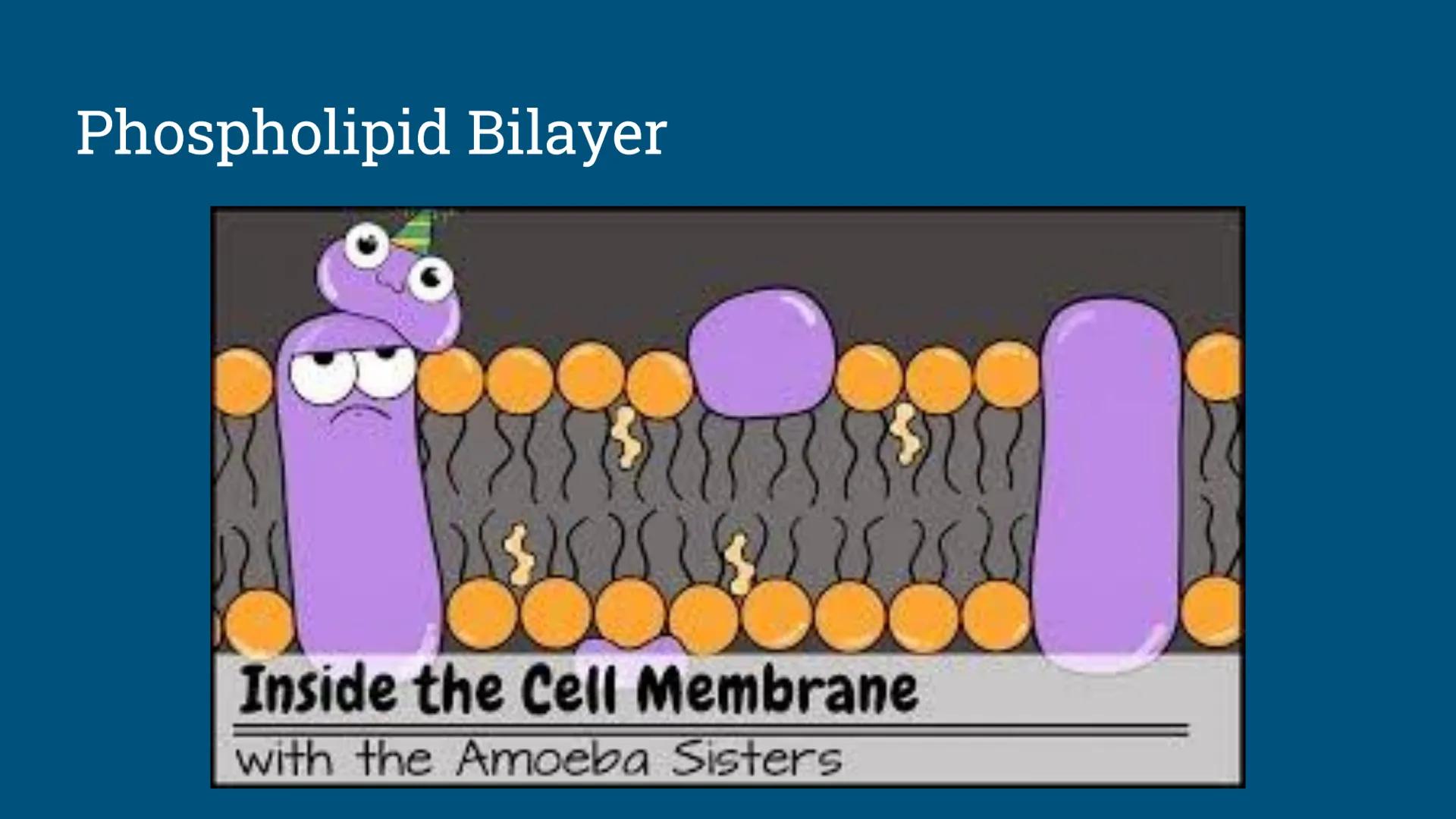 # Benchmark Review
Benchmark 12/18/24 Unit 1: Biomolecules
Understandings & Questions
The function of biomolecules, including carbohydrate