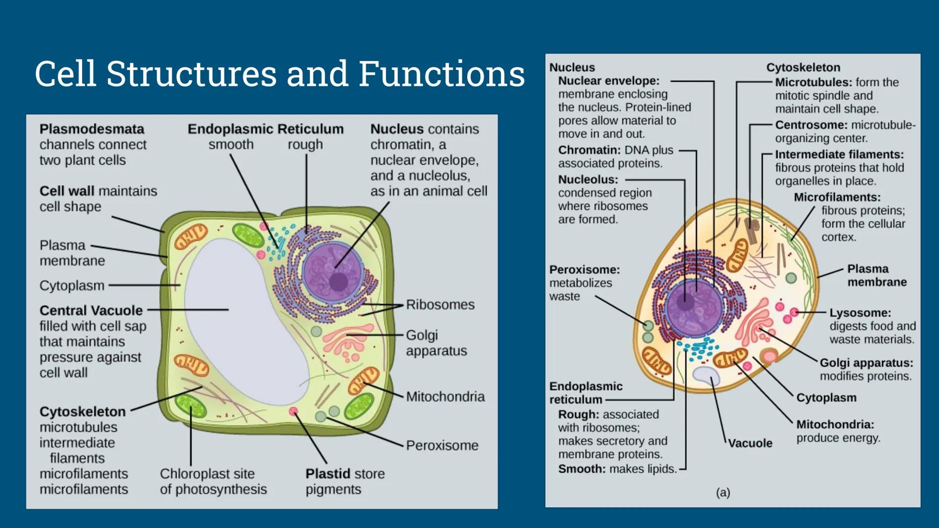 # Benchmark Review
Benchmark 12/18/24 Unit 1: Biomolecules
Understandings & Questions
The function of biomolecules, including carbohydrate