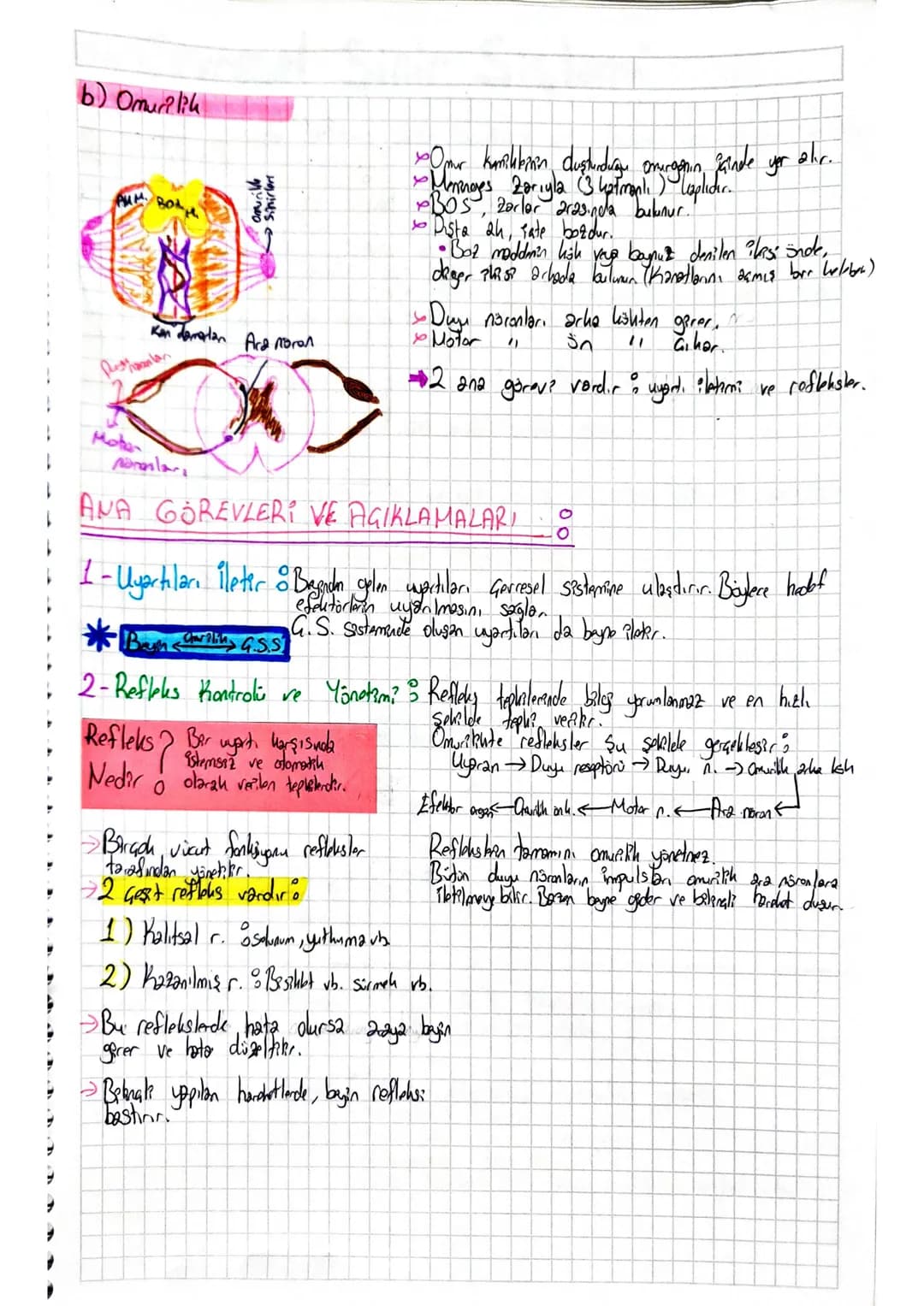 # Sinir Sistemi-1. Föy
Sinir Doku
•Sinir hücrelerine nöron denir.
• Noxanlar sındıazamlarını özelles, cum kaybettiklerinden bölünemezler.