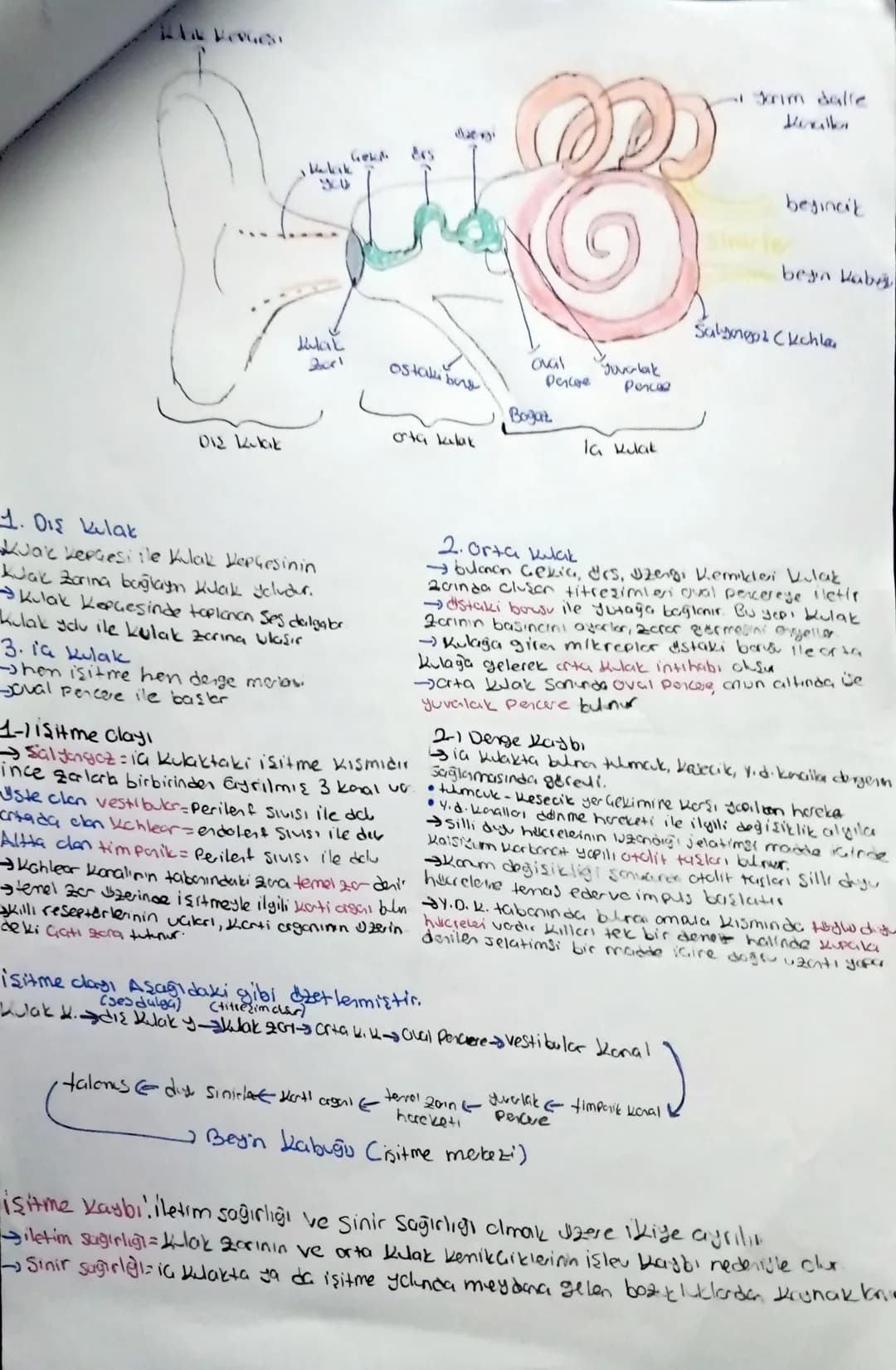 Kirpikai cisim
dnada
a bebegi C
Kornea
mercegi G
arka oda
mercek
Cansı cisim
-) sert tabaka
Damer taban
Ağ tabaku
Scri benek
Kar nokt