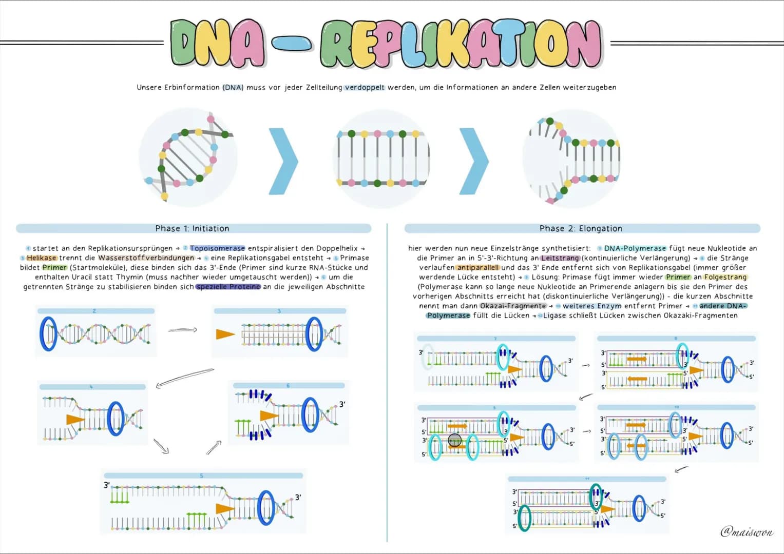 GENETIK # AUFBAU=DNA
die DNA (Desoxyribonucleinsäure) st der Träger unserer Erbinformation
• kommt in jeder Zelle von Lebewesen vor - ist