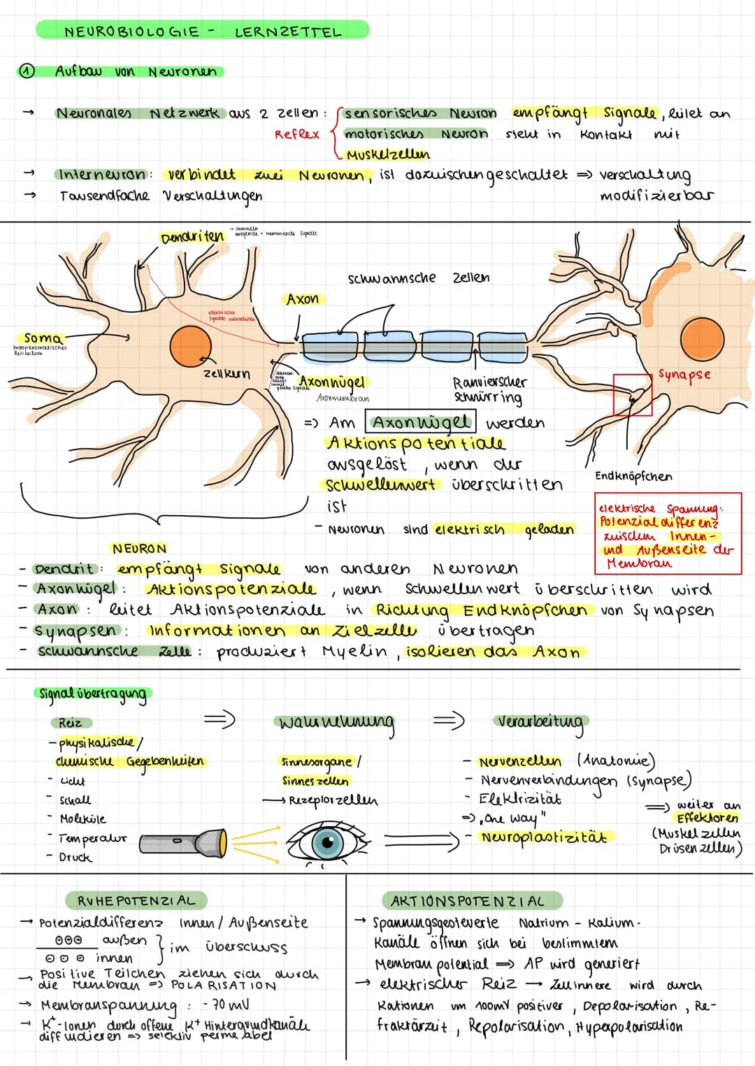 # NEUROBIOLOGIE -
LERNZETTEL
① Aufbau von Neuronen
→ Neuronales Netzwerk aus 2 zellen: $\begin{cases}sensori sches Neuron empfängt signale