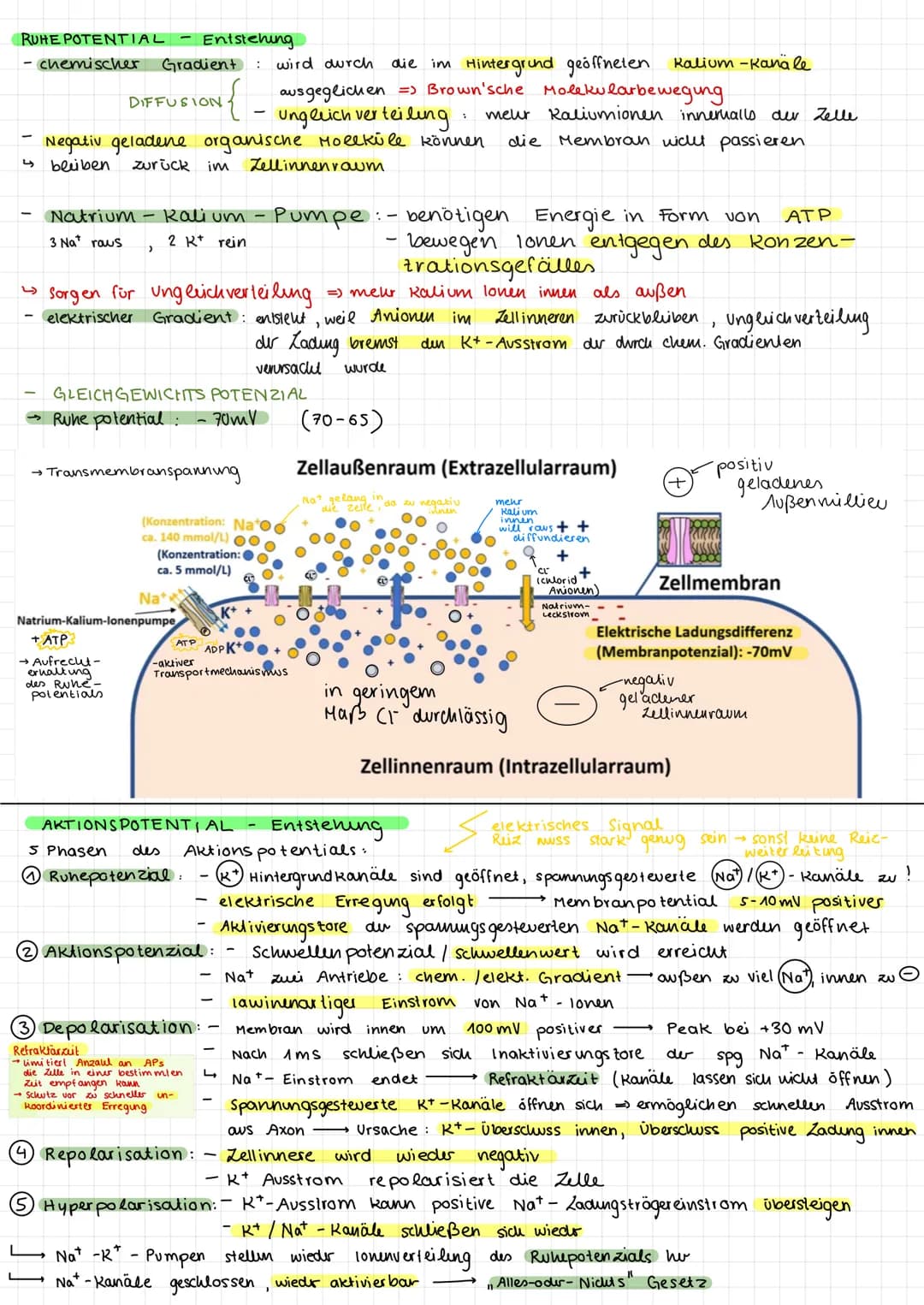 # NEUROBIOLOGIE -
LERNZETTEL
① Aufbau von Neuronen
→ Neuronales Netzwerk aus 2 zellen: $\begin{cases}sensori sches Neuron empfängt signale
