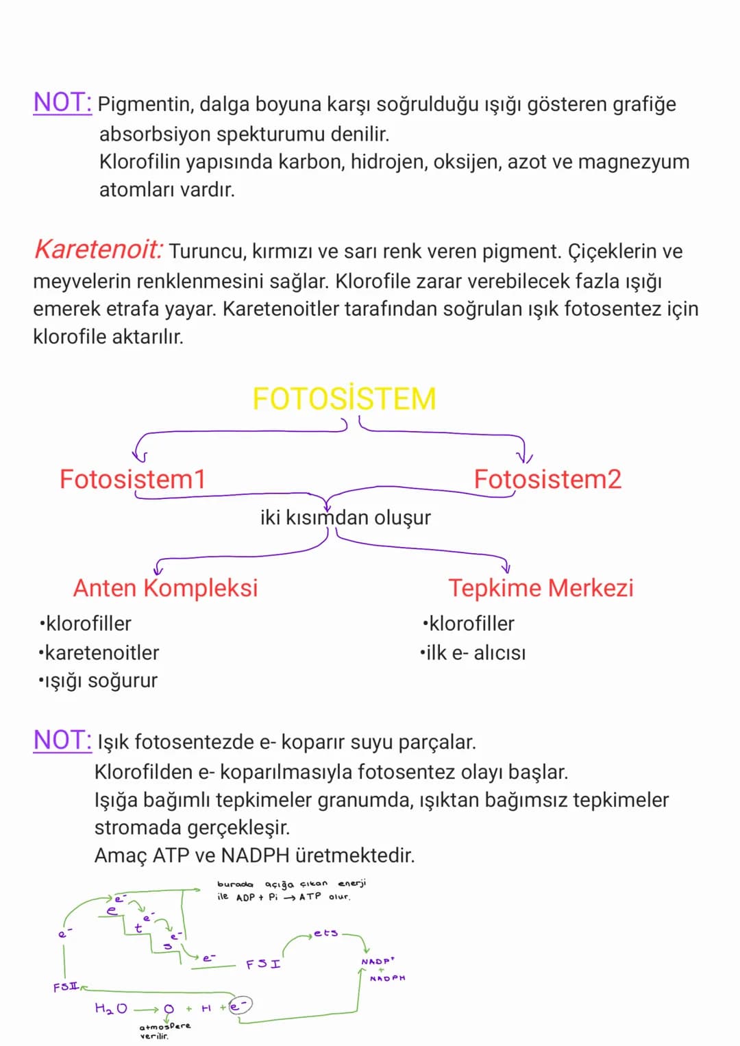 Rna: Prokaryot hücrelerde sitoplazma ve ribozomda, ökaryot hücrelerde
çekirdek, sitoplazma ve bazı organellerde bulunur. Bütün RNA çeşitleri