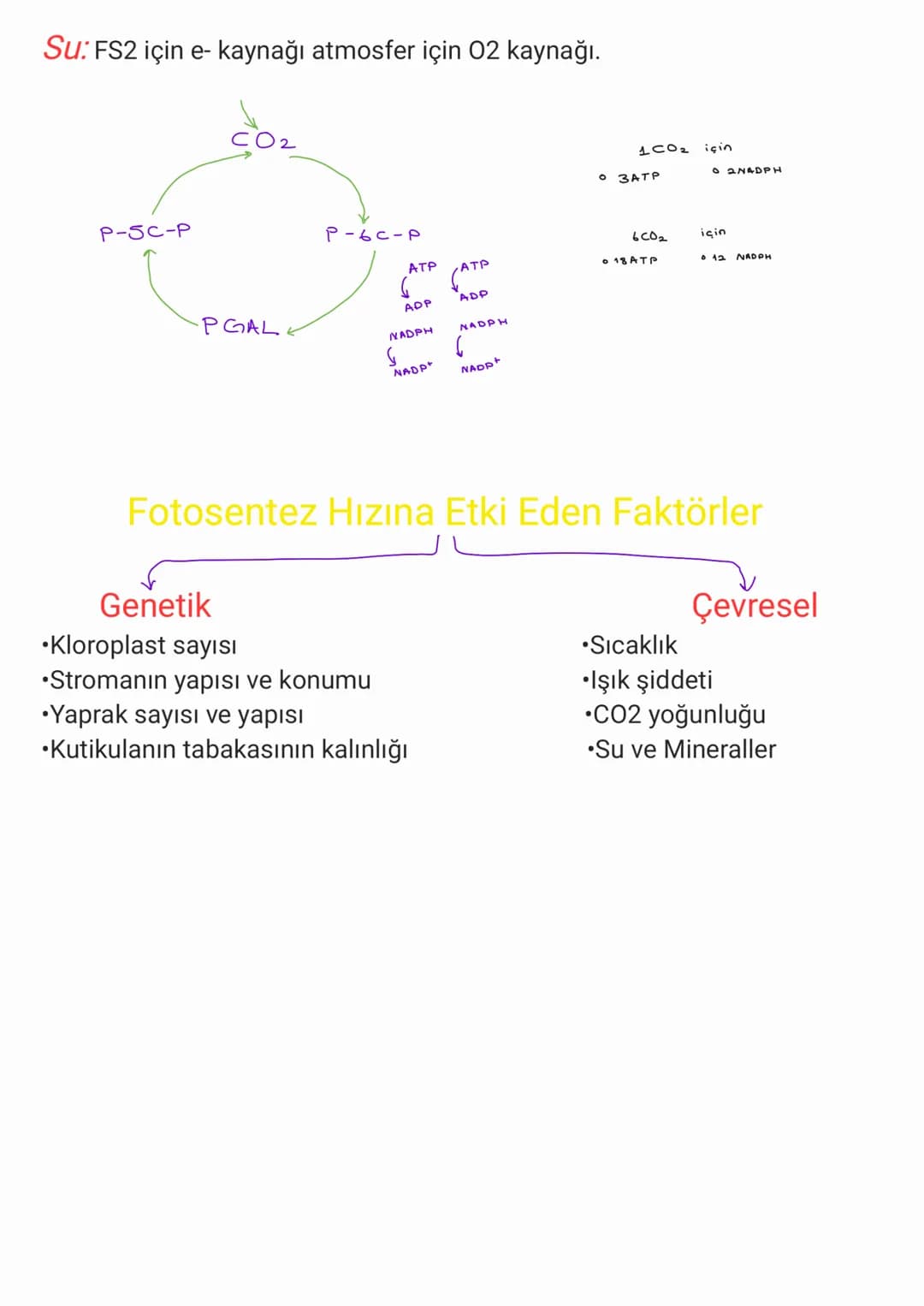 Rna: Prokaryot hücrelerde sitoplazma ve ribozomda, ökaryot hücrelerde
çekirdek, sitoplazma ve bazı organellerde bulunur. Bütün RNA çeşitleri