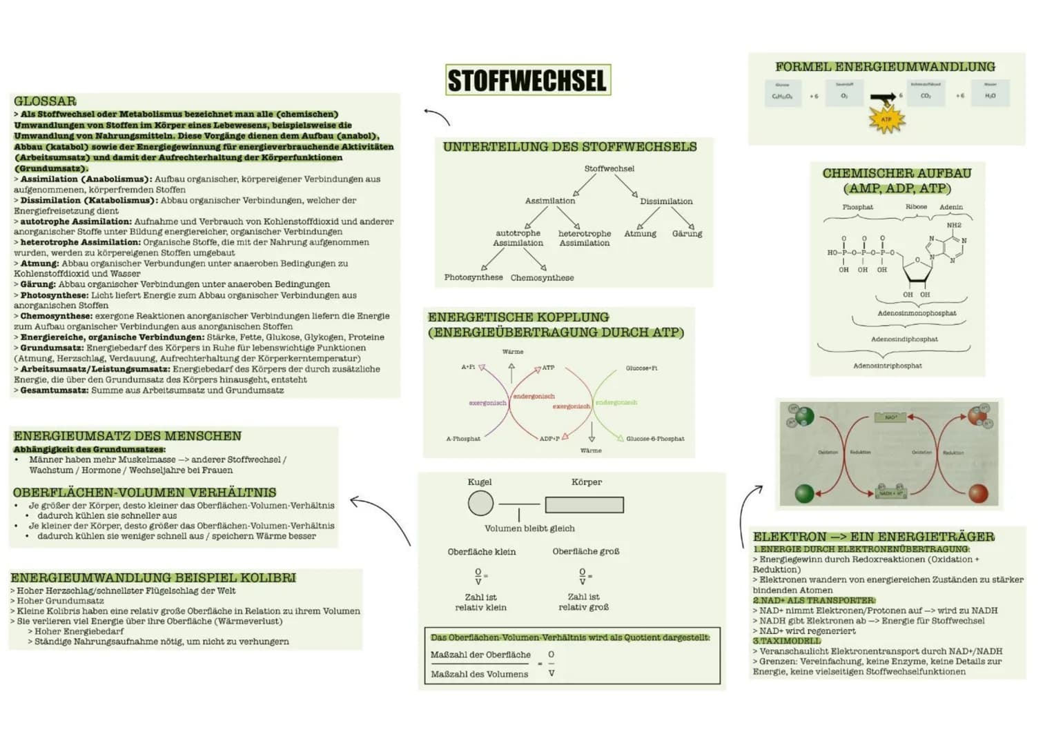 # STOFFWECHSEL
GLOSSAR
> Als Stoffwechsel oder Metabolismus bezeichnet man alle (chemischen)
Umwandlungen von Stoffen im Körper eines Lebew