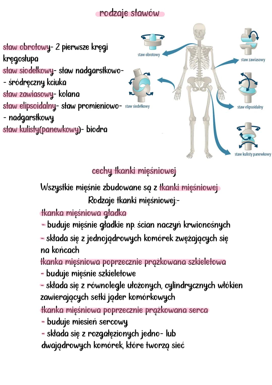 # aparat RUCHU
Układy mięśniowy i szkieletowy, tworzą układ ruchu. Układ szkieletowy
stanowi bierną część, a układ mięśniowy czynną część.