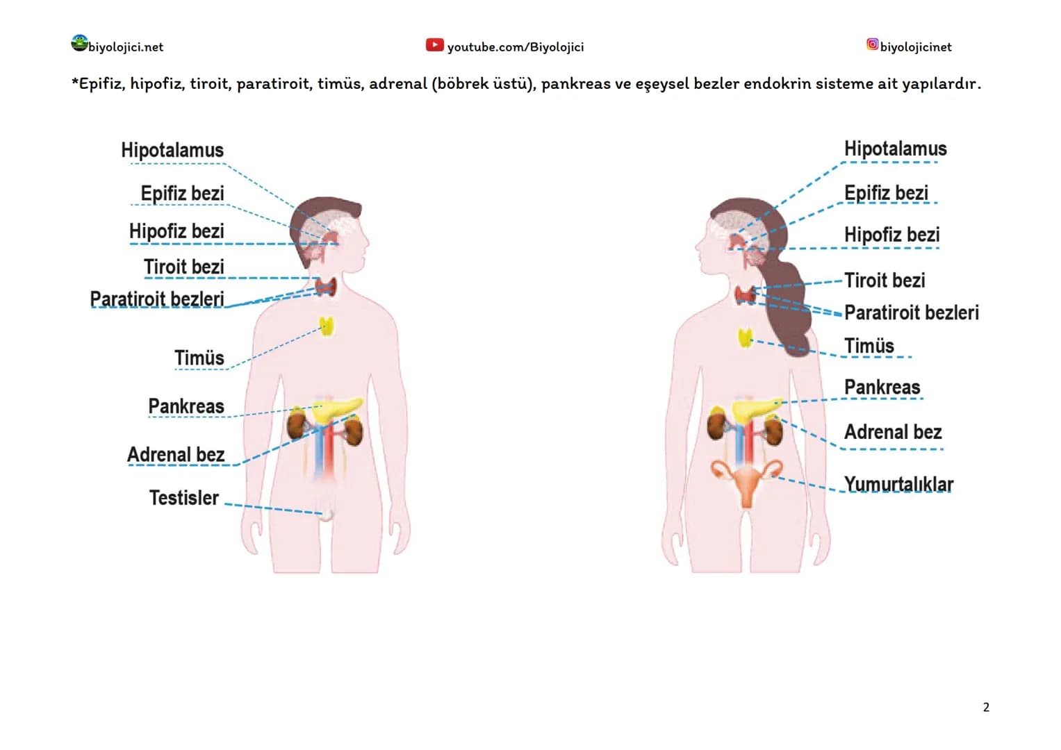 biyolojici.net
youtube.com/Biyolojici
biyolojicinet
# ENDOKRİN SİSTEM (HORMONAL SİSTEM)
*Vücuttaki faaliyetleri kontrol eden, kimyasal haber