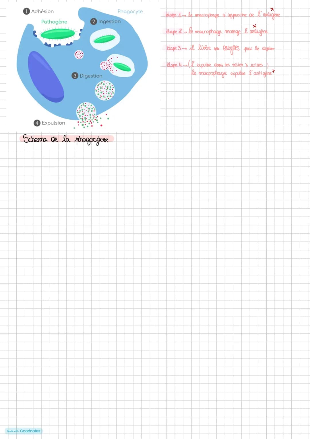 Système immunitaire
système adaptatif
2 types de système : innée
Adaptatif
Reaction immunitaire à médiation cellulaire
Réaction immunitai