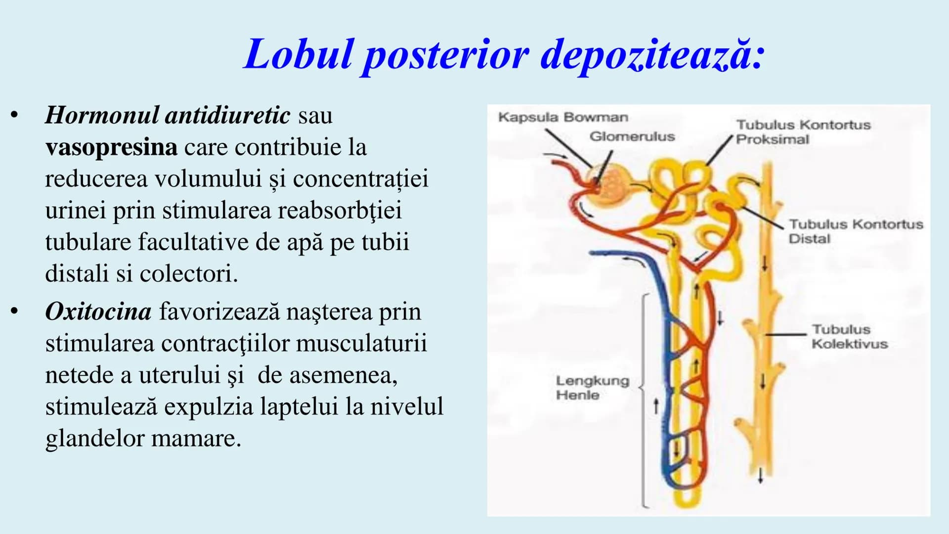 # BACALAUREAT
ANATOMIE ȘI FIZIOLOGIE UMANĂ
SISTEMUL ENDOCRIN # Sistemul endocrin
• Sistemul endocrin reprezintă
totalitatea glandelor end