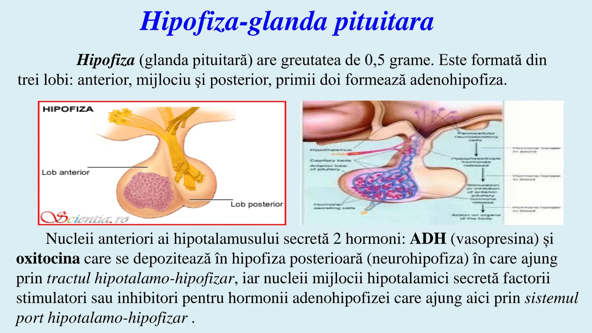 # BACALAUREAT
ANATOMIE ȘI FIZIOLOGIE UMANĂ
SISTEMUL ENDOCRIN # Sistemul endocrin
• Sistemul endocrin reprezintă
totalitatea glandelor end