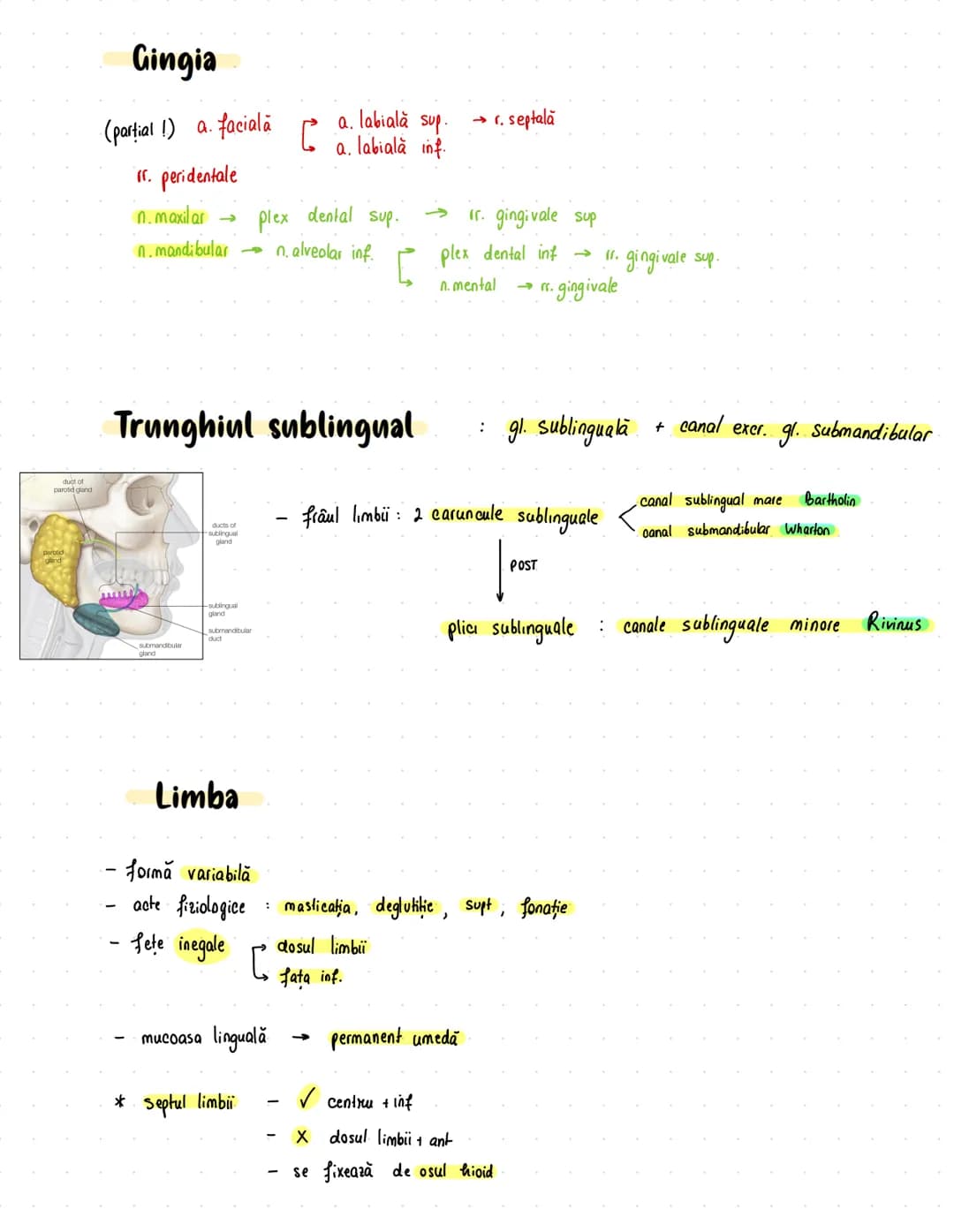 # Digestiv
- primul sistem apărut în dezv. embriologică (morfologic)
S
-
priimordial sist. digestiv
formarea endodermului
}
:
esofag