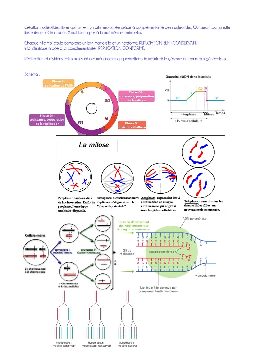 # FICHE DE RÉVISION - SUT: CHAPITRE 3 → DIVISIONS CELLULAIRES
L Cycle cellulaire chez les cellules somatiques (non reproductrices)
lère ét