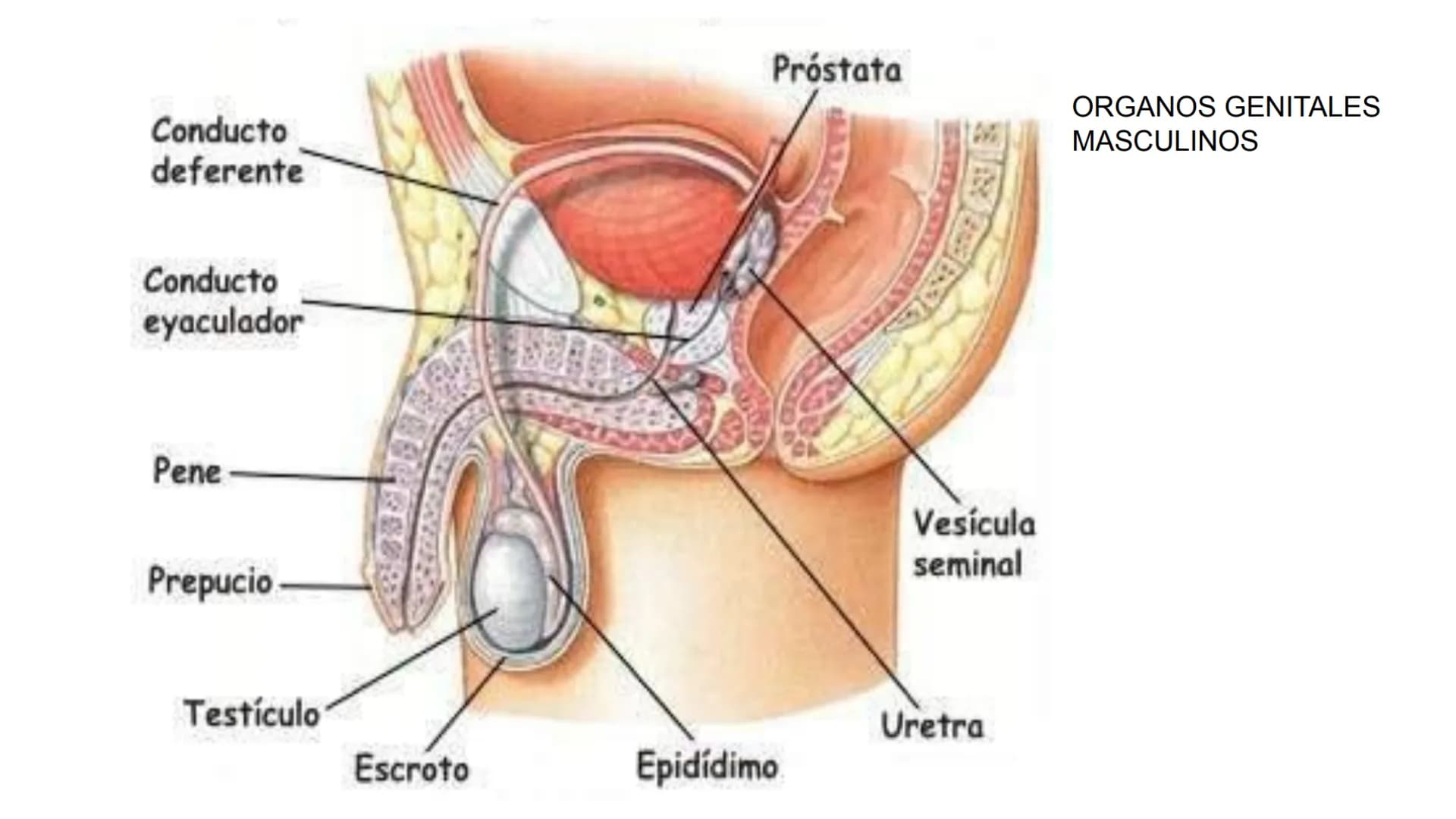 Salud sexual
reproductiva A través de nuestro cuerpo experimentamos y vivimos la sexualidad.
Conocer nuestro cuerpo es necesario para disfru