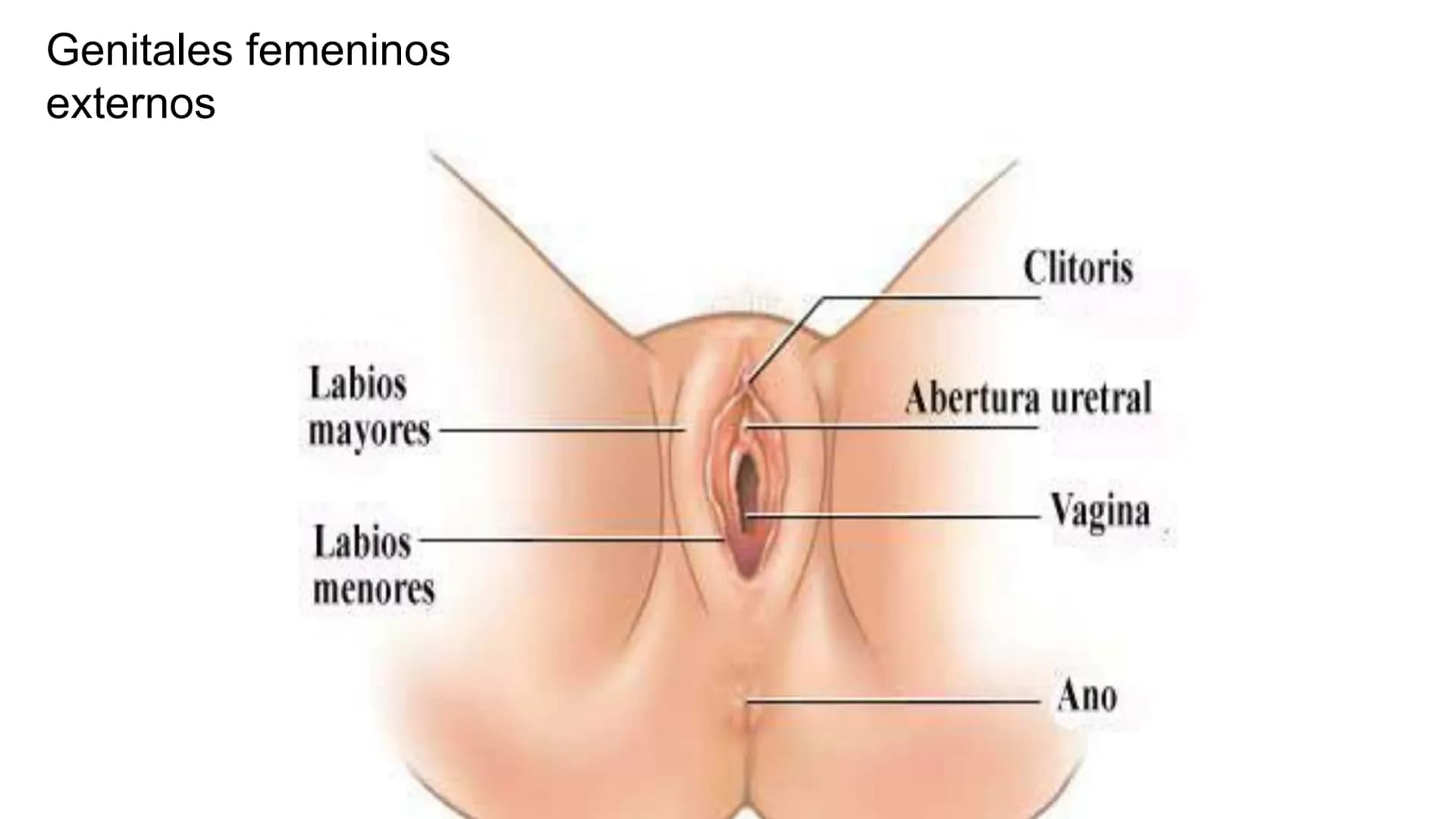 Salud sexual
reproductiva A través de nuestro cuerpo experimentamos y vivimos la sexualidad.
Conocer nuestro cuerpo es necesario para disfru