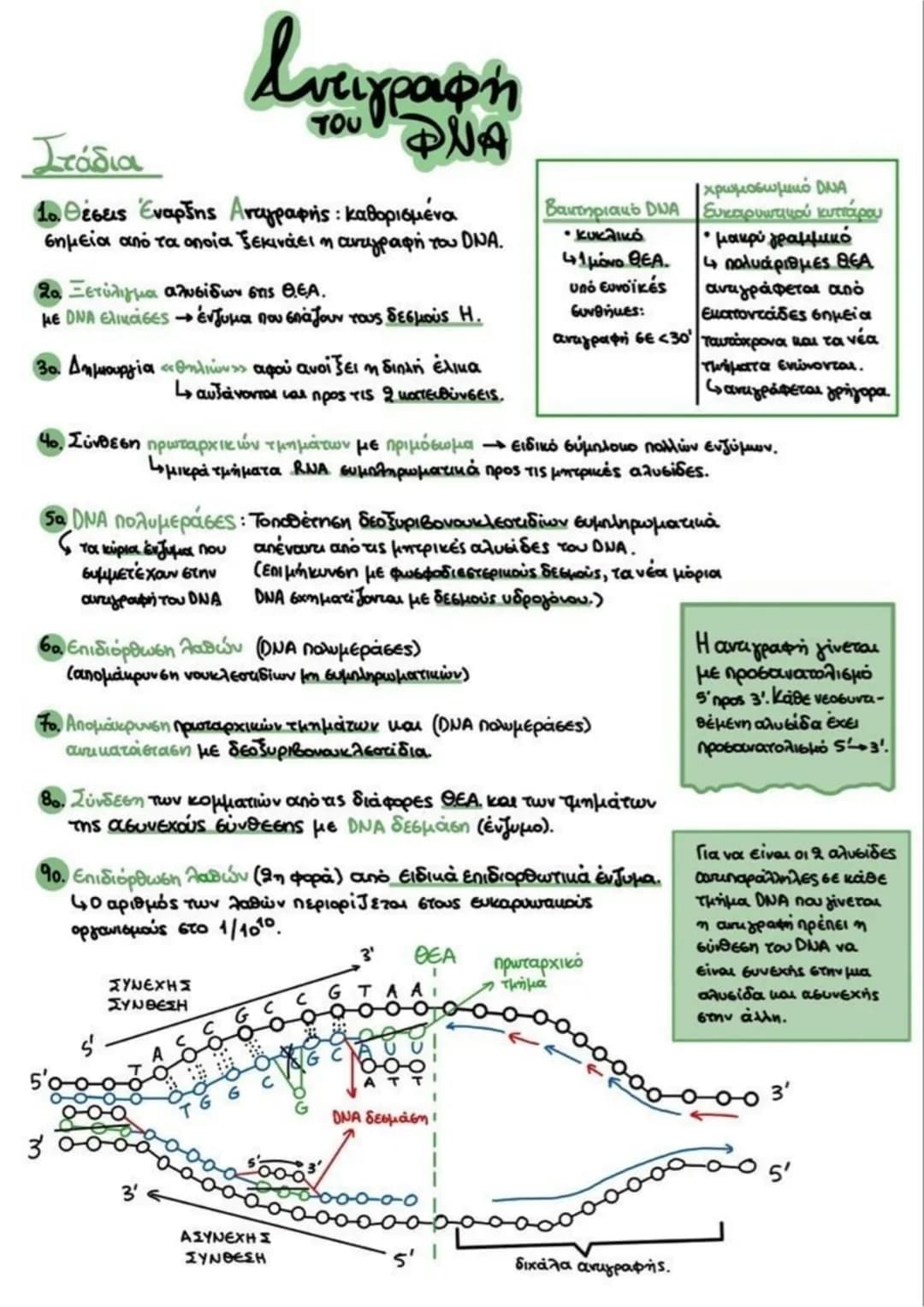 # Στάδια
# Αντιγραφή
## DNA
1ο Θέσεις Έναρξης Αντιγραφής : καθορισμένα
σημεία από τα οποία ξεκινάει η αντιγραφή του DNA.
2ο Ξετύλιγμα αλυ