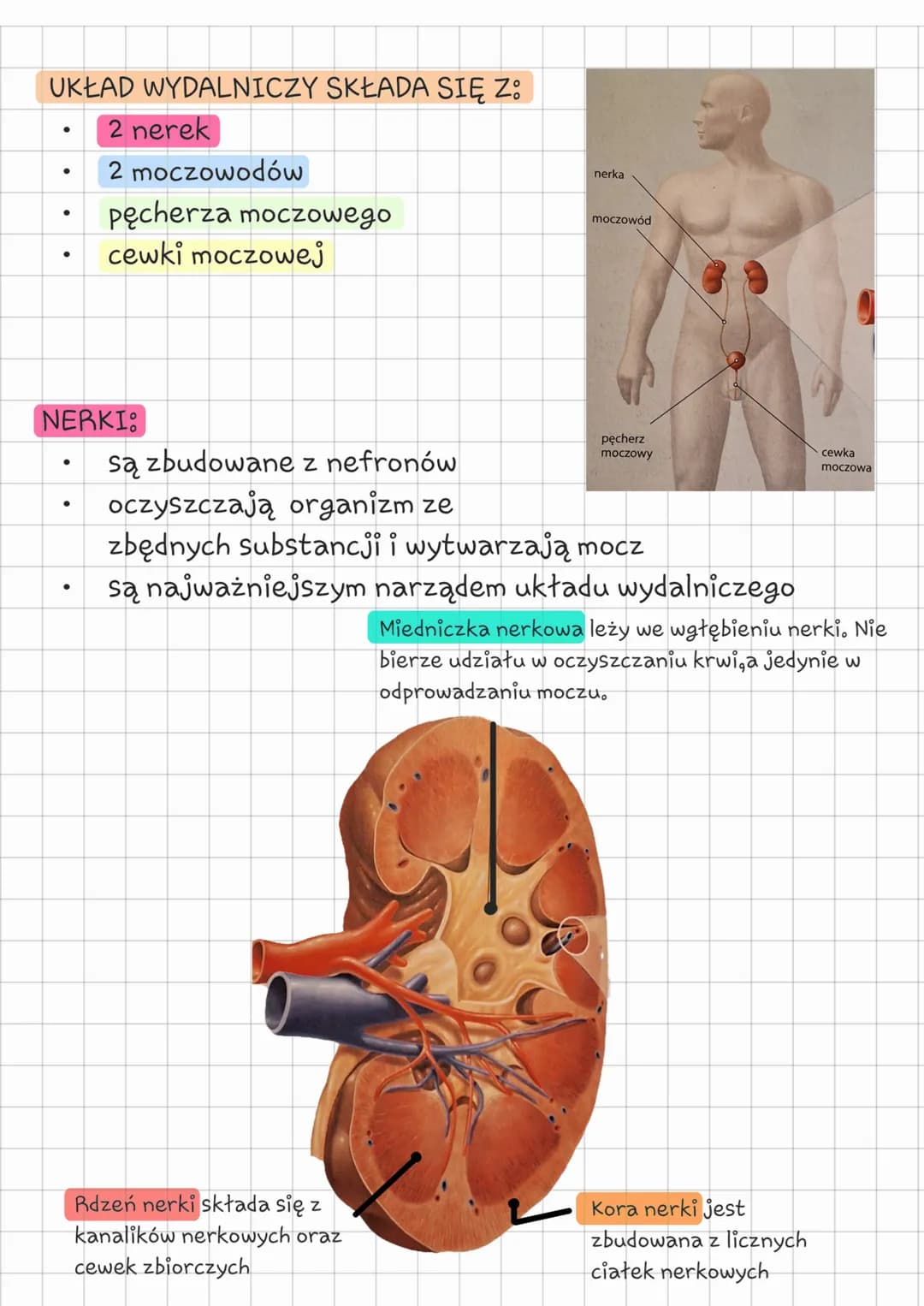 # Biologia
klasa 7 układ wydalniczy
Temat: Budowa i działanie
układu wydalniczego.
## CZYM JEST WYDALANIE?
Wydalanie jest to usuwanie zbęd