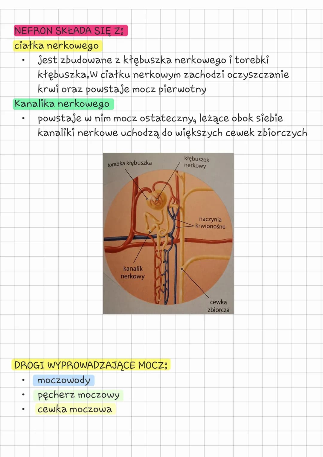 # Biologia
klasa 7 układ wydalniczy
Temat: Budowa i działanie
układu wydalniczego.
## CZYM JEST WYDALANIE?
Wydalanie jest to usuwanie zbęd