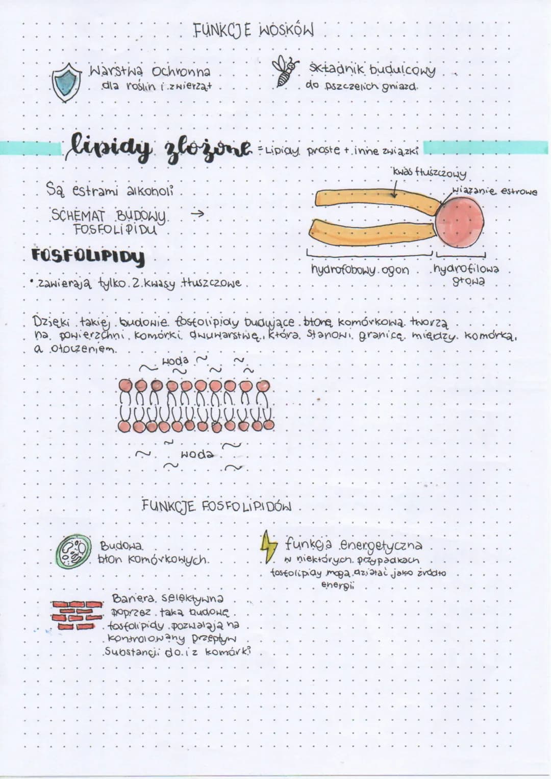# LIPIDY
(tłuszcze), stanowią główny składnik błon biologicznych wszystkich organizmów. Są związkami.
organicznymi
# budowa
zwykle składa