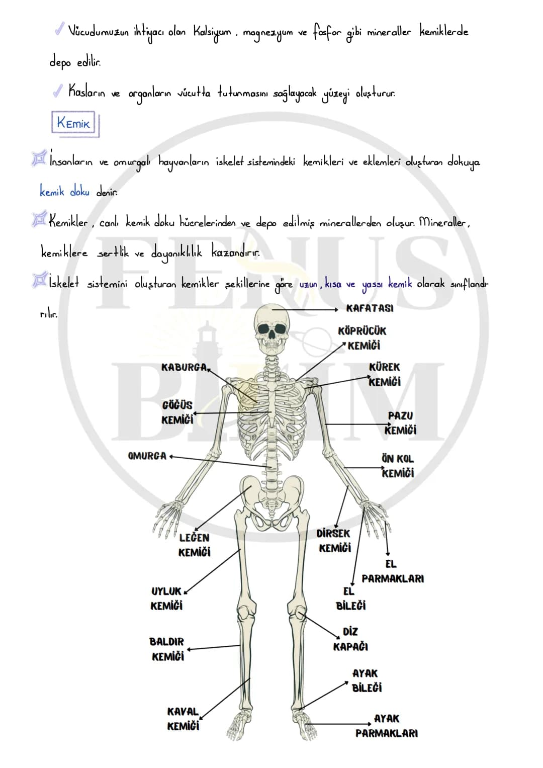 DESTEK VE HAREKET SİSTEMİ
Vücudumuza desteklik sağlayan, dik durmasını sağlayan,
iç organları koruyan, çeşitli hareketleri (yürüme, yazı ya
