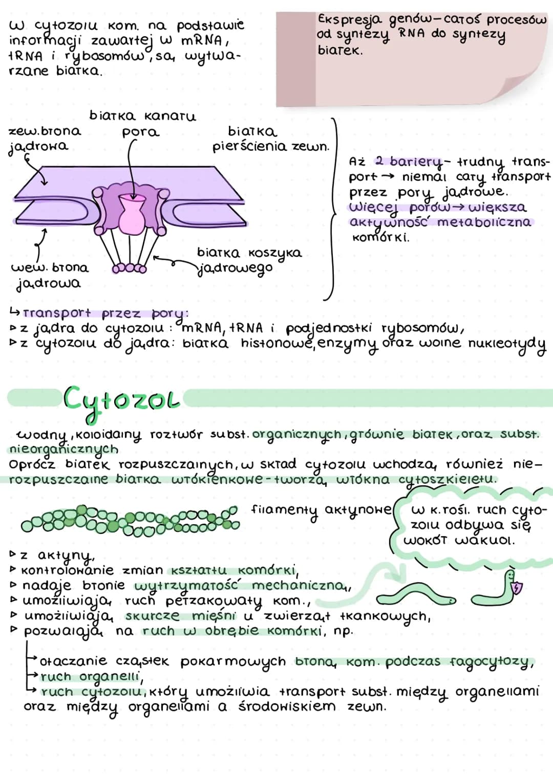 # Komórka
organella
# Jadro kom.
Pory jadrowe
(transport)
kariolimfa- pryn wypełniający
jadro (biarka enzymatyczne i
RNA).
ołoczka jądro