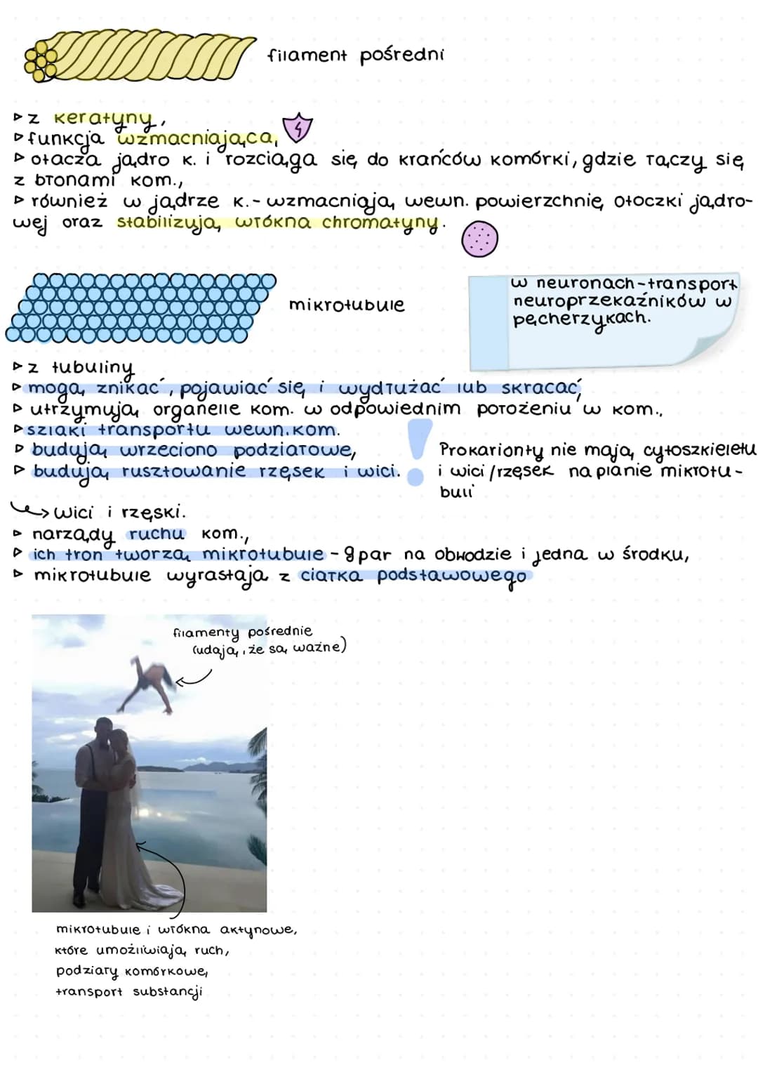 # Komórka
organella
# Jadro kom.
Pory jadrowe
(transport)
kariolimfa- pryn wypełniający
jadro (biarka enzymatyczne i
RNA).
ołoczka jądro