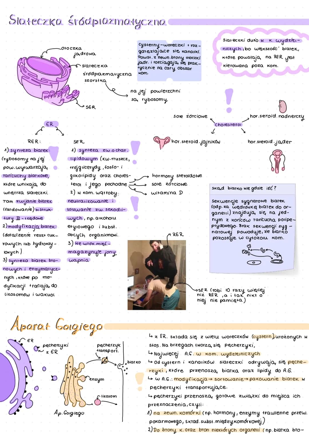 # Komórka
organella
# Jadro kom.
Pory jadrowe
(transport)
kariolimfa- pryn wypełniający
jadro (biarka enzymatyczne i
RNA).
ołoczka jądro