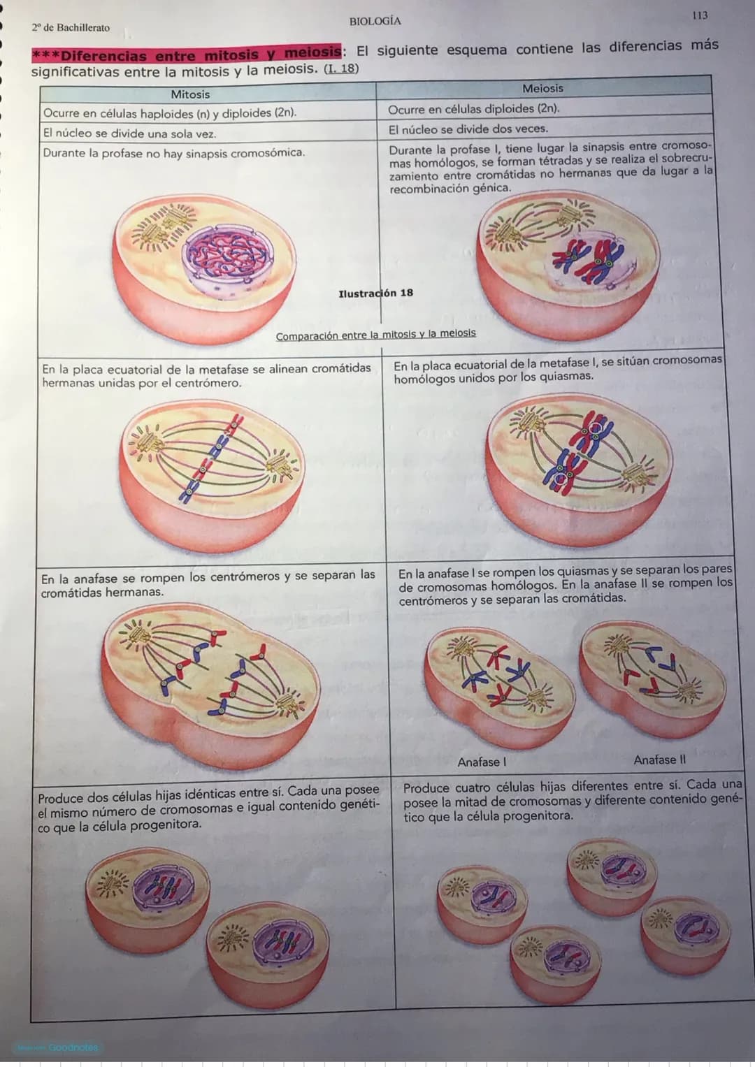 # BIOLOGIA
## 1.EL CICLO CELULAR
Tema 8: El ciclo celular
Es el conjunto de etapas que atraviesa una célula desde que se forma hasta que