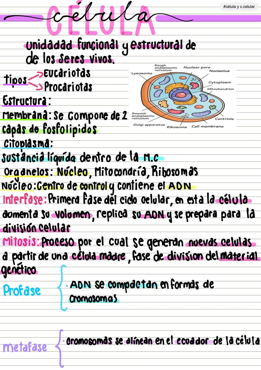 #célula y c.celular
Unidadad funcional y estructural de
de los seres vivos.
Eucariotds
tipos Procariotas
Estructura:
Membrana: Se Compone d