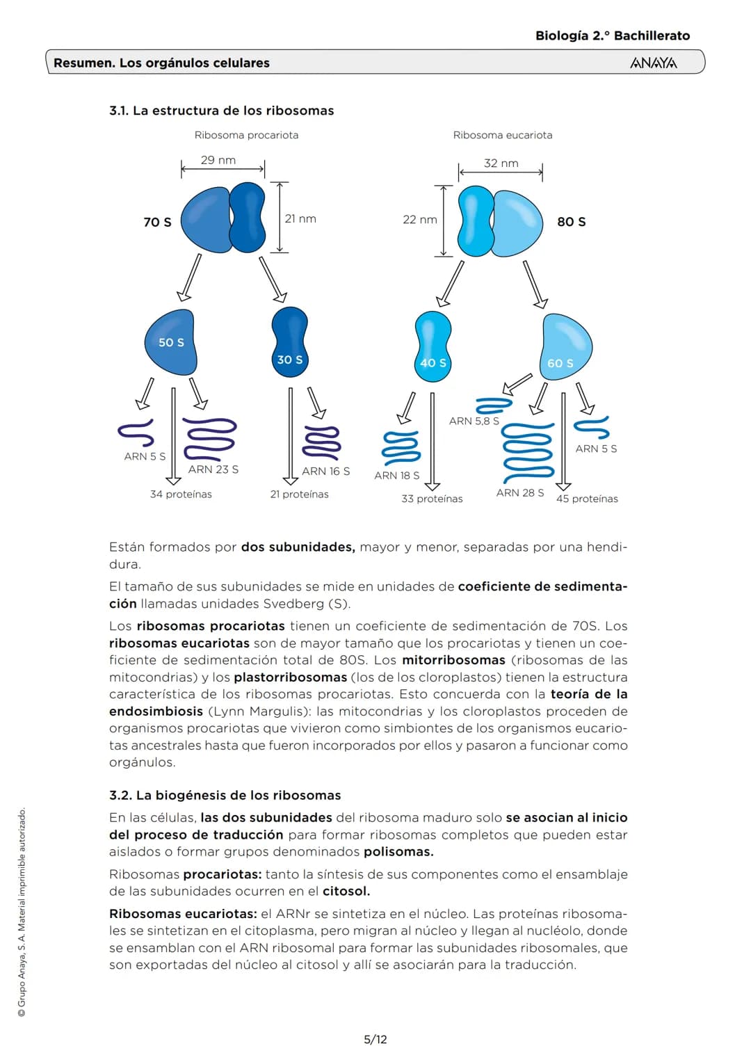# Resumen. Los orgánulos celulares
Biología 2.º Bachillerato
ANAYA
1. EL CITOPLASMA Y EL CITOSOL
El citoplasma (interior de la célula) es