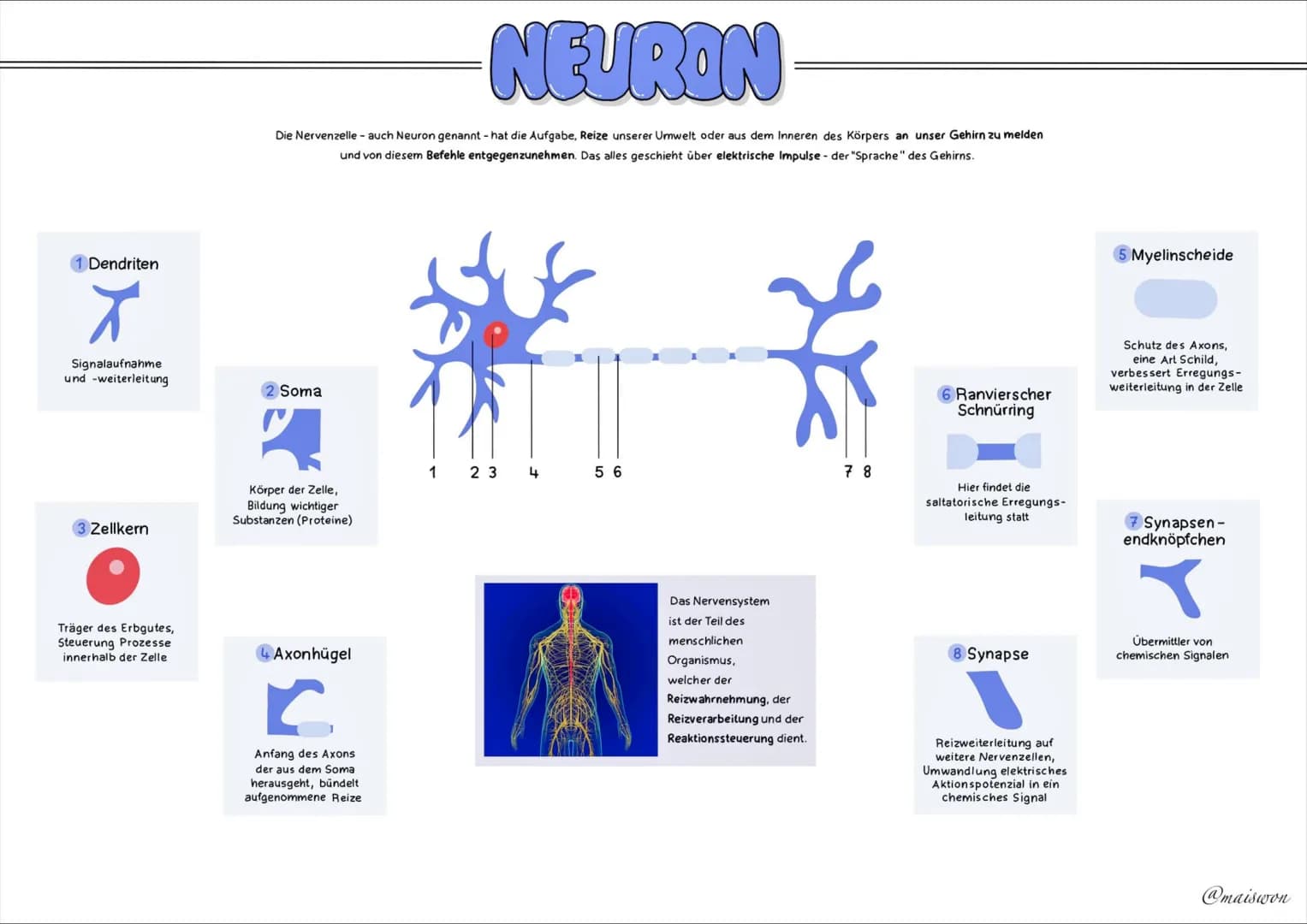 NEUROLOGIE # NEURON
Die Nervenzelle - auch Neuron genannt - hat die Aufgabe, Reize unserer Umwelt oder aus dem Inneren des Körpers an unser