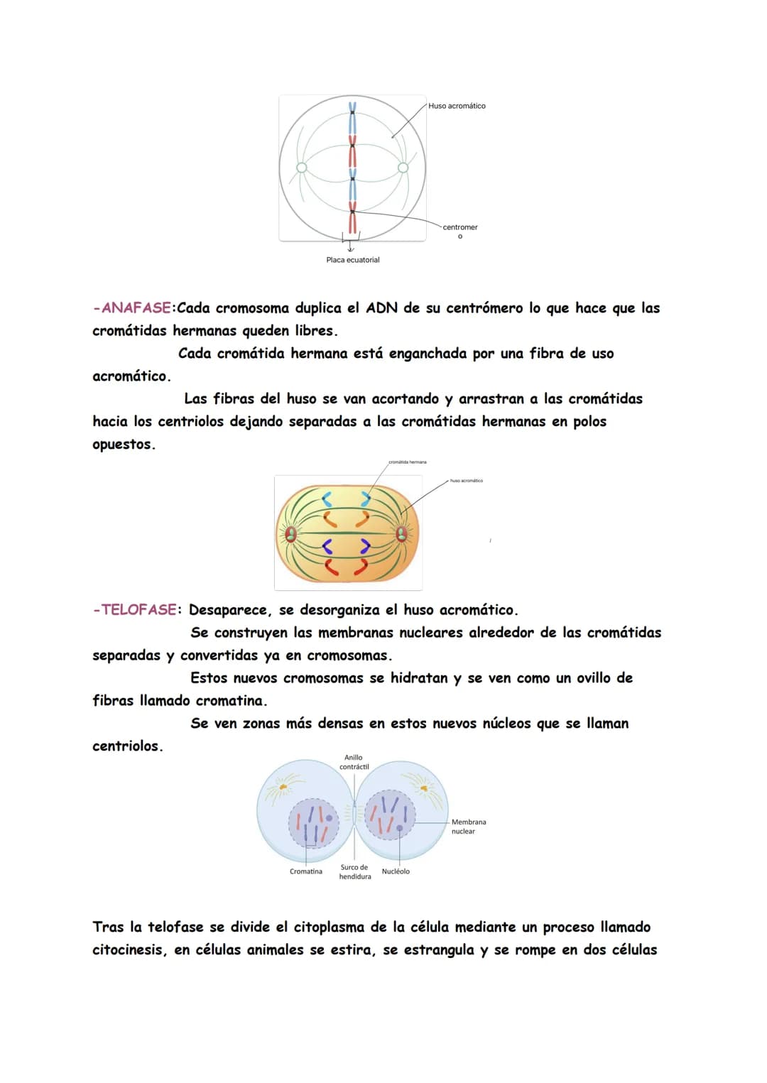 # TEMAS 4/5: BIOQUÍMICA
Genética: Es la ciencia que estudia la herencia de caracteres es decir, cómo se
transmite la información para const