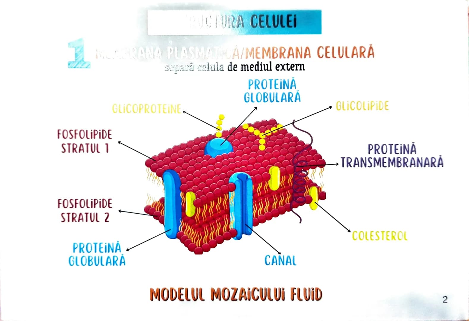 MEDICINIST
to
be
CELULELE ȘI
FIZIOLOGIA CELULARĂ •
Oche reprezintă un criteriu important de
Clasificare acorp. ismelor vii în
PROCAGIOVE
N