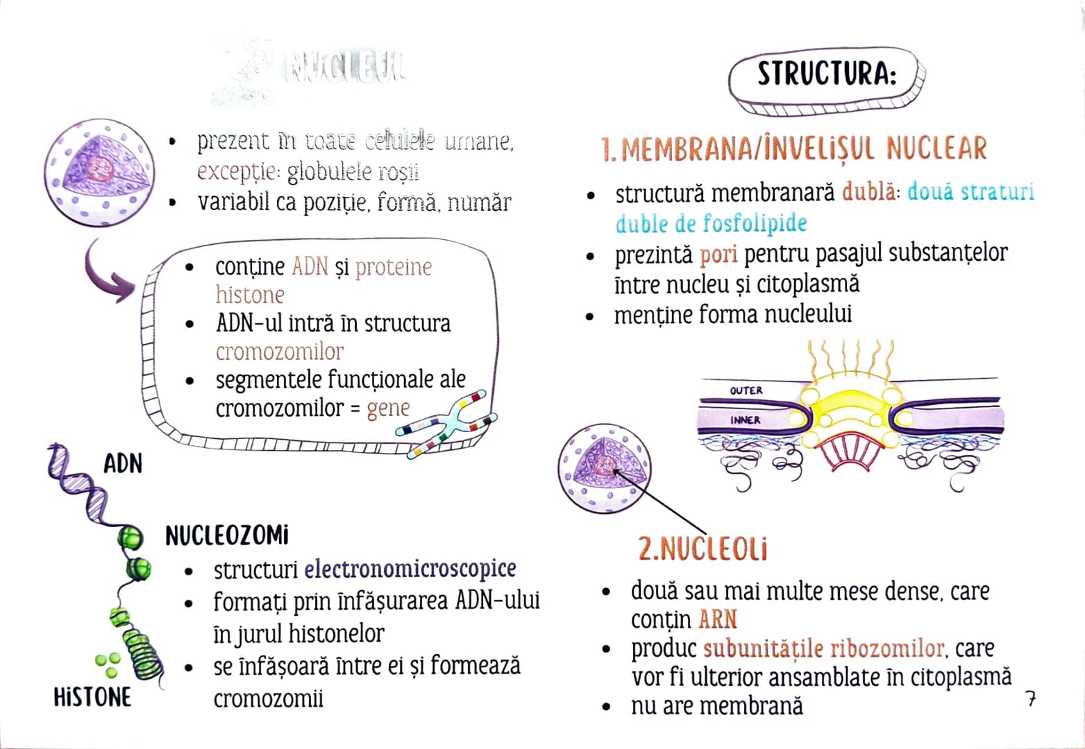 MEDICINIST
to
be
CELULELE ȘI
FIZIOLOGIA CELULARĂ •
Oche reprezintă un criteriu important de
Clasificare acorp. ismelor vii în
PROCAGIOVE
N