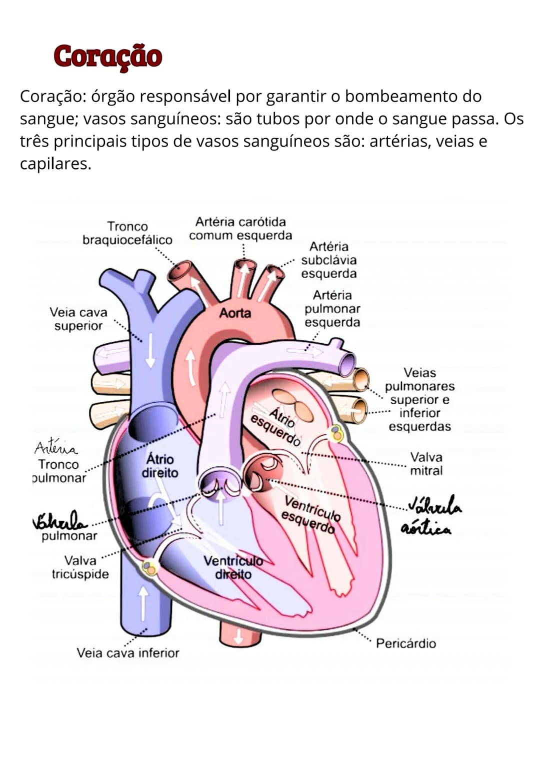 # Sistema circulatório
Sistema cardiovascular
1.0 sistema cardiovascular, também conhecido como
sistema circulatório, é responsável por bo